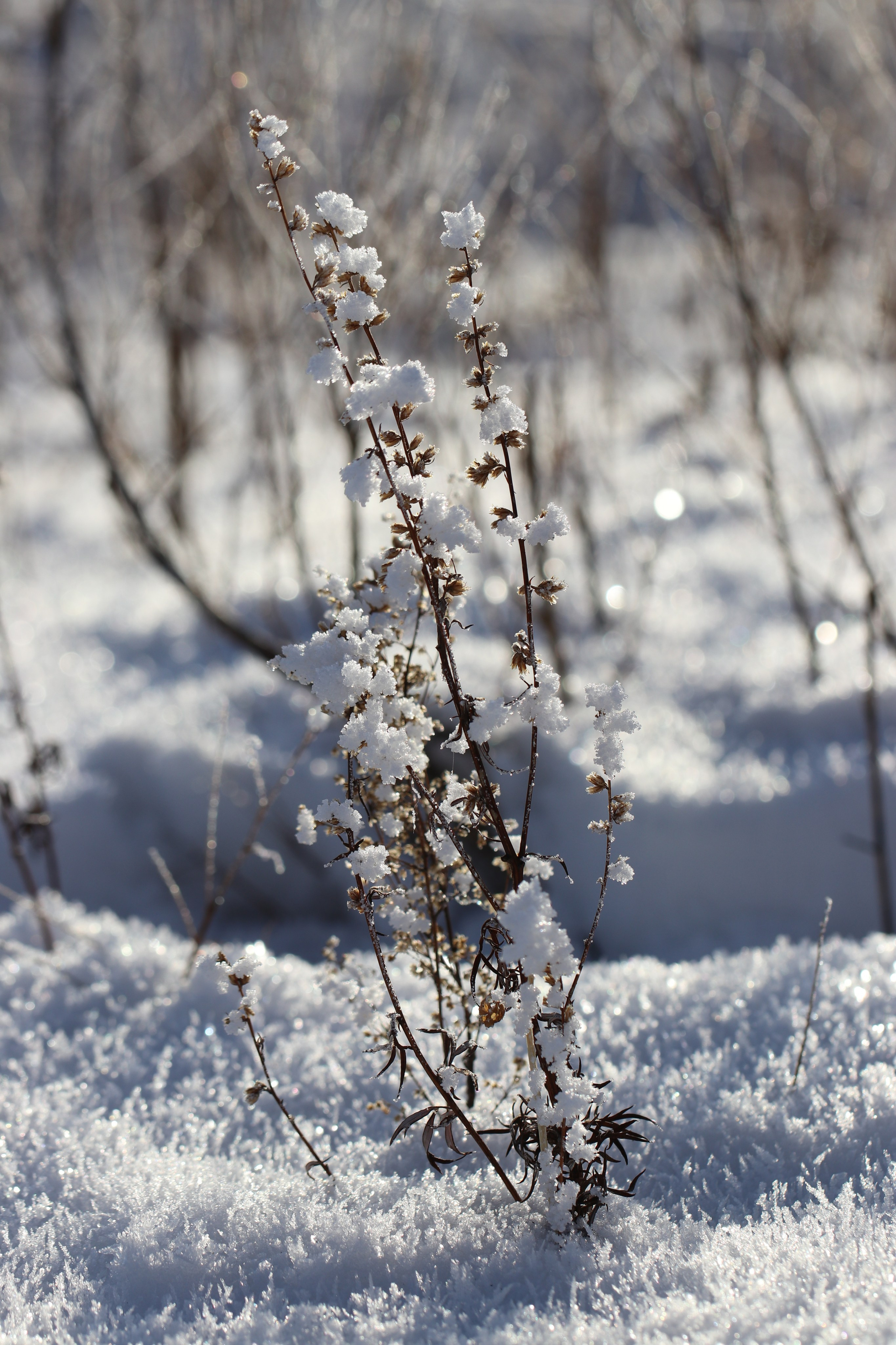 Аршан. Январь 2022. Путешественник-фотограф из Санкт-Петербурга Татьяна Свистулина