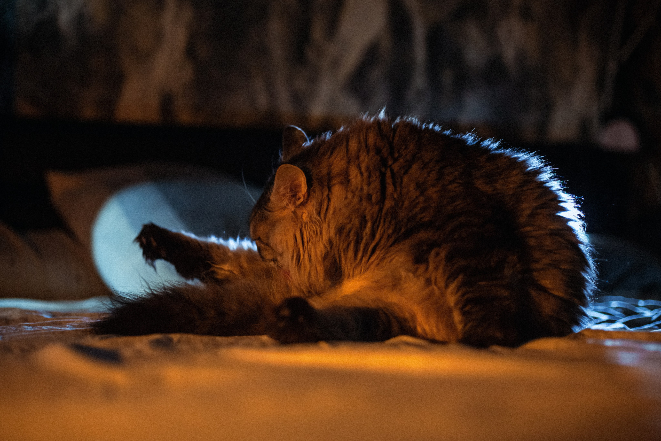 Домашняя фотосессия кота. Фотограф-анималист Татьяна Степанова