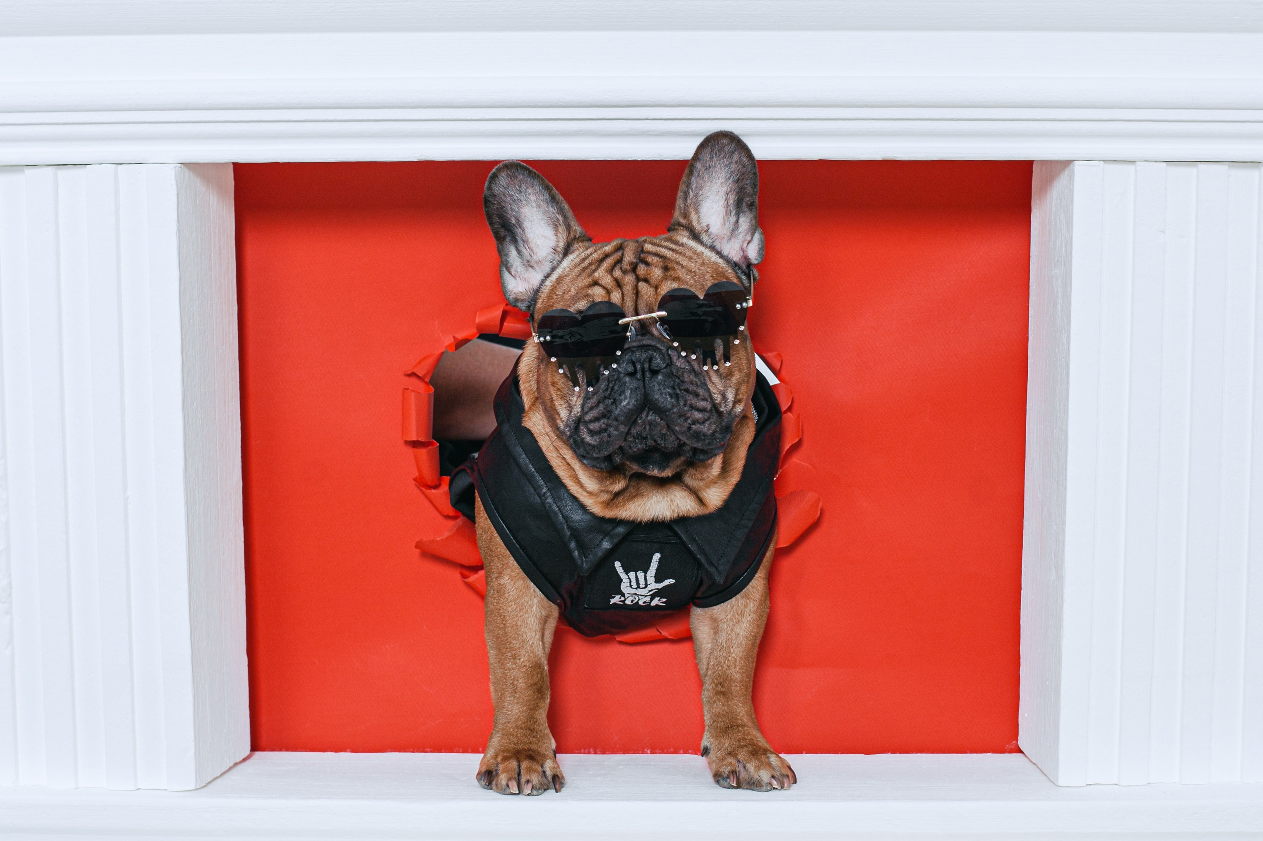 Пижамная вечеринка французских бульдогов и их хозяев. Фотограф-анималист Татьяна Степанова