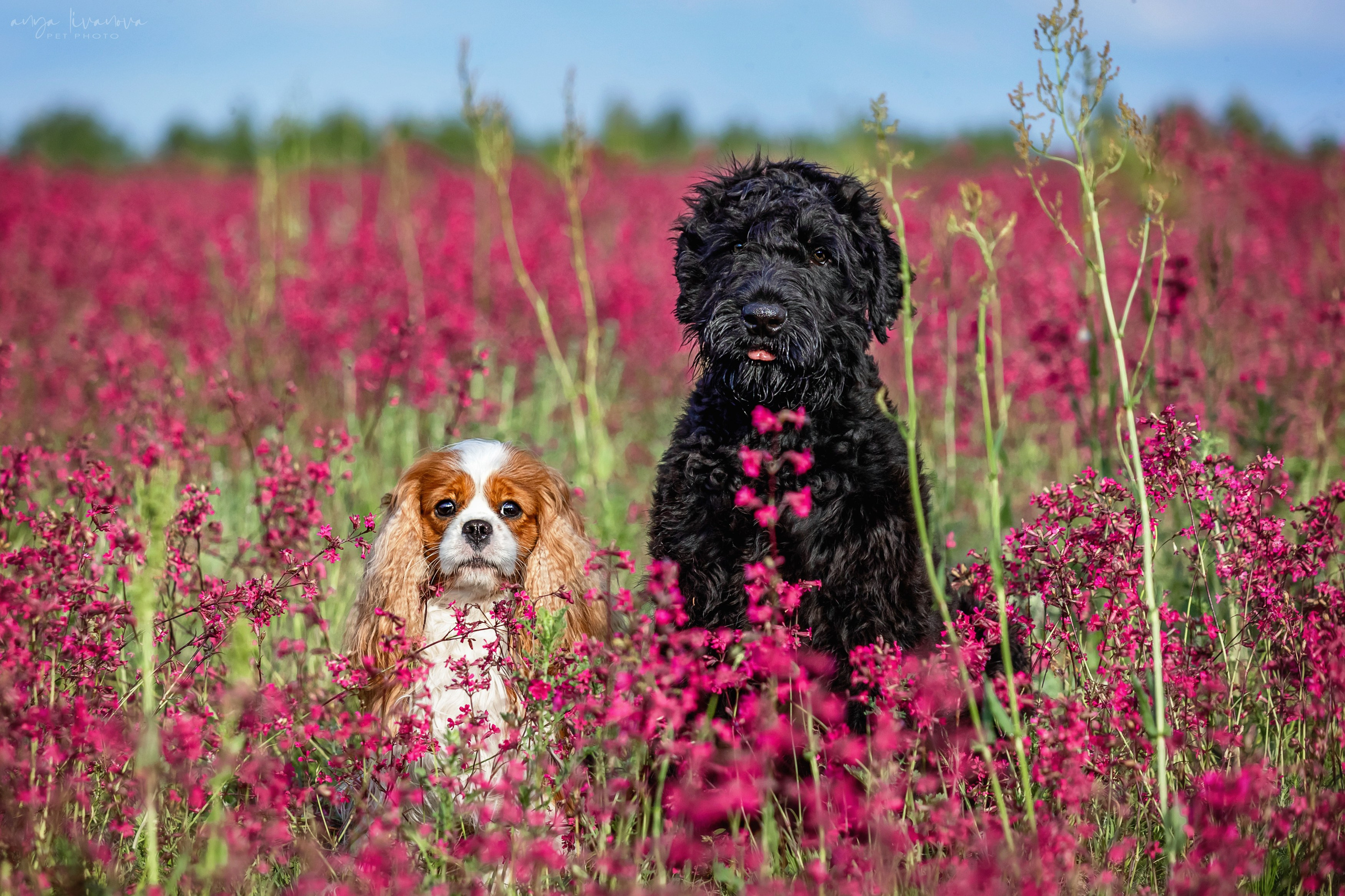 Смолка клейкая. Фотограф анималист Аня Ливанова | Рыбинск