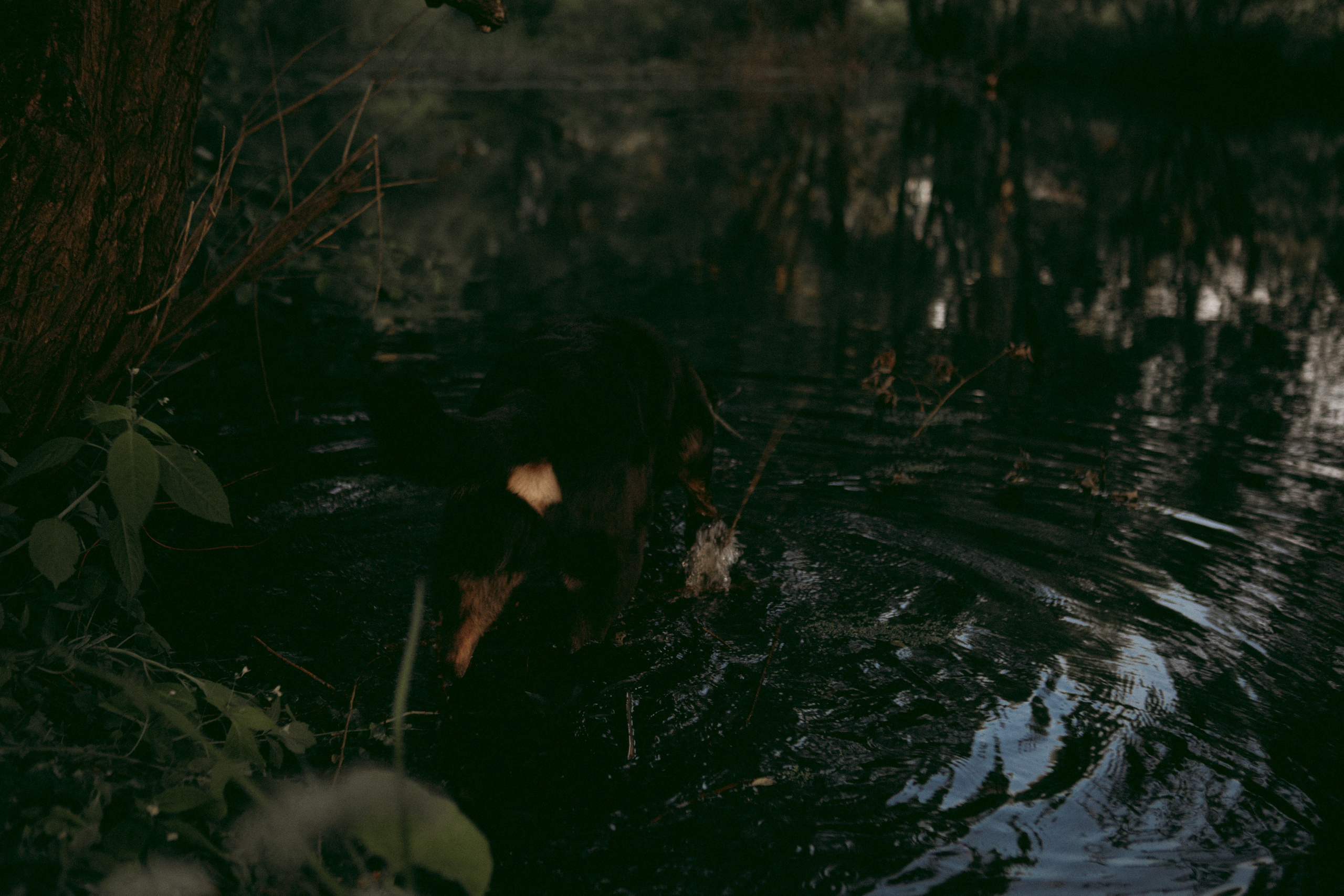 Алёна и Феликс. Про вас, самых близких и хвостиков. Фотограф на Кипре, Ксения Бурдель