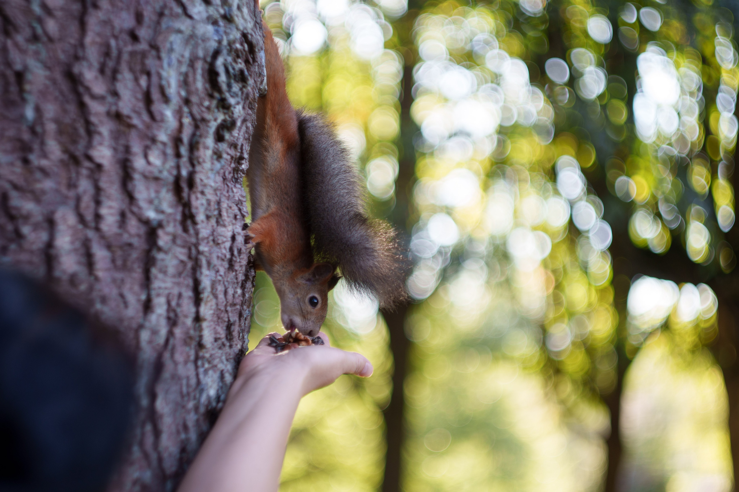 Животные. Фотограф в Санкт-Петербурге Ибрагимова Алина
