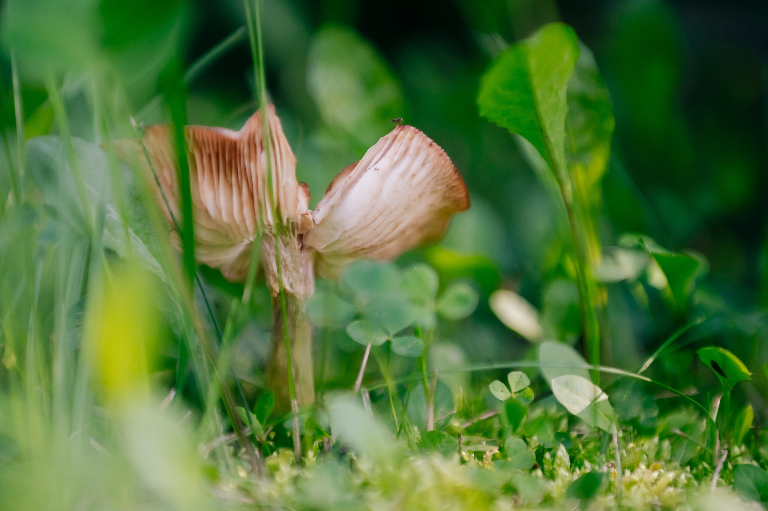 Съёмка танцев. Детский фотограф, семейный фотограф и репортажи в Кемерово