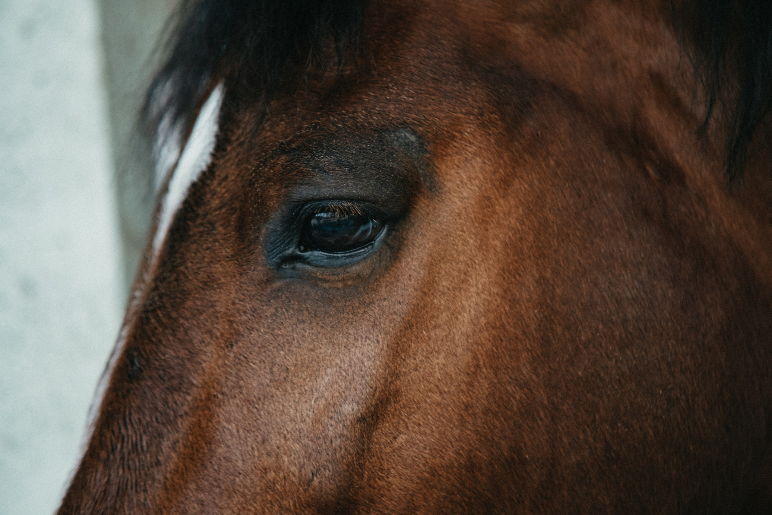HORSES. Anastasiia Antoniuk portrait, family and couple photographer, Portugal