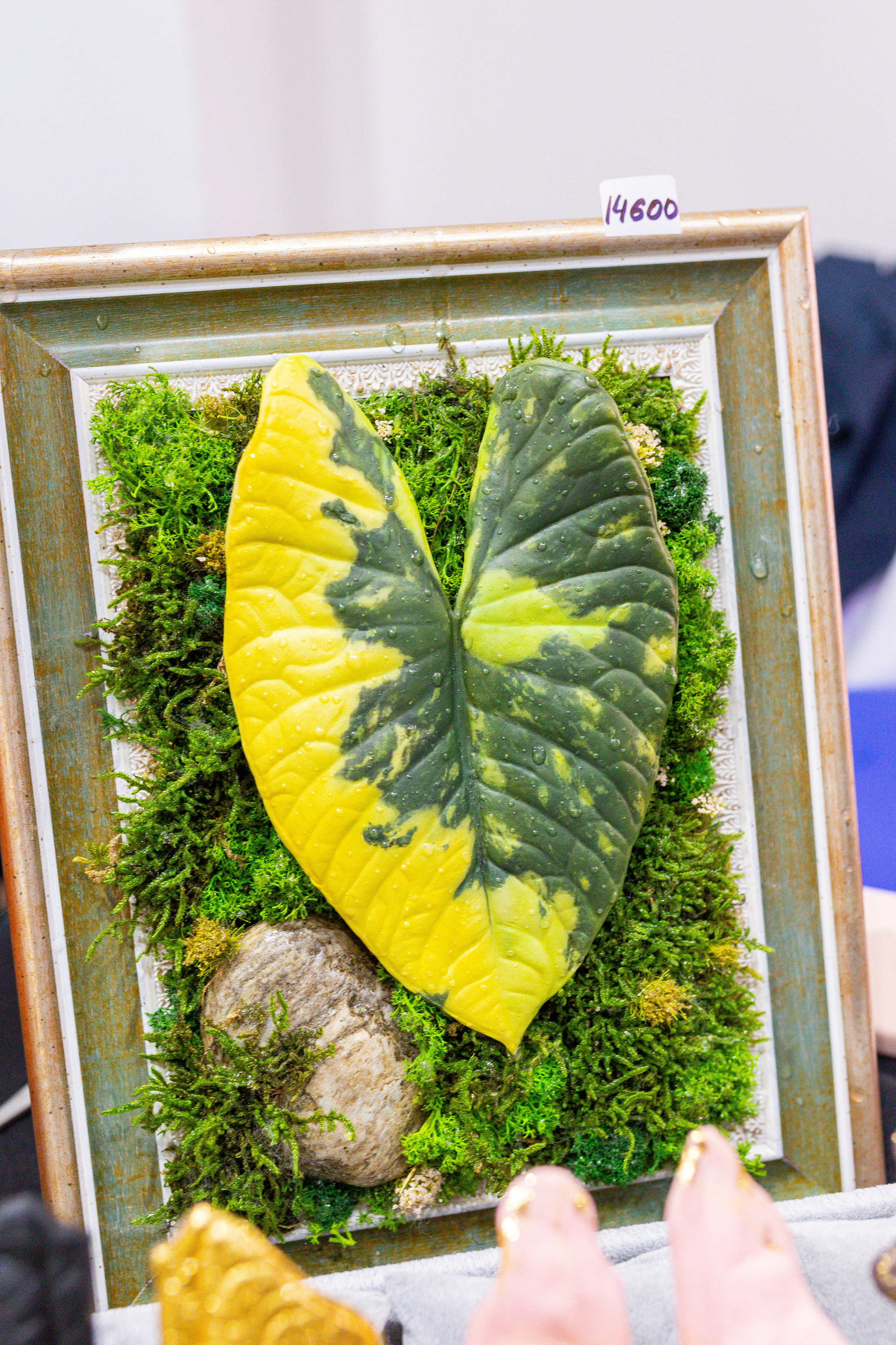 Монстериум 11–12 октября. Александра Куликова фотограф, Москва