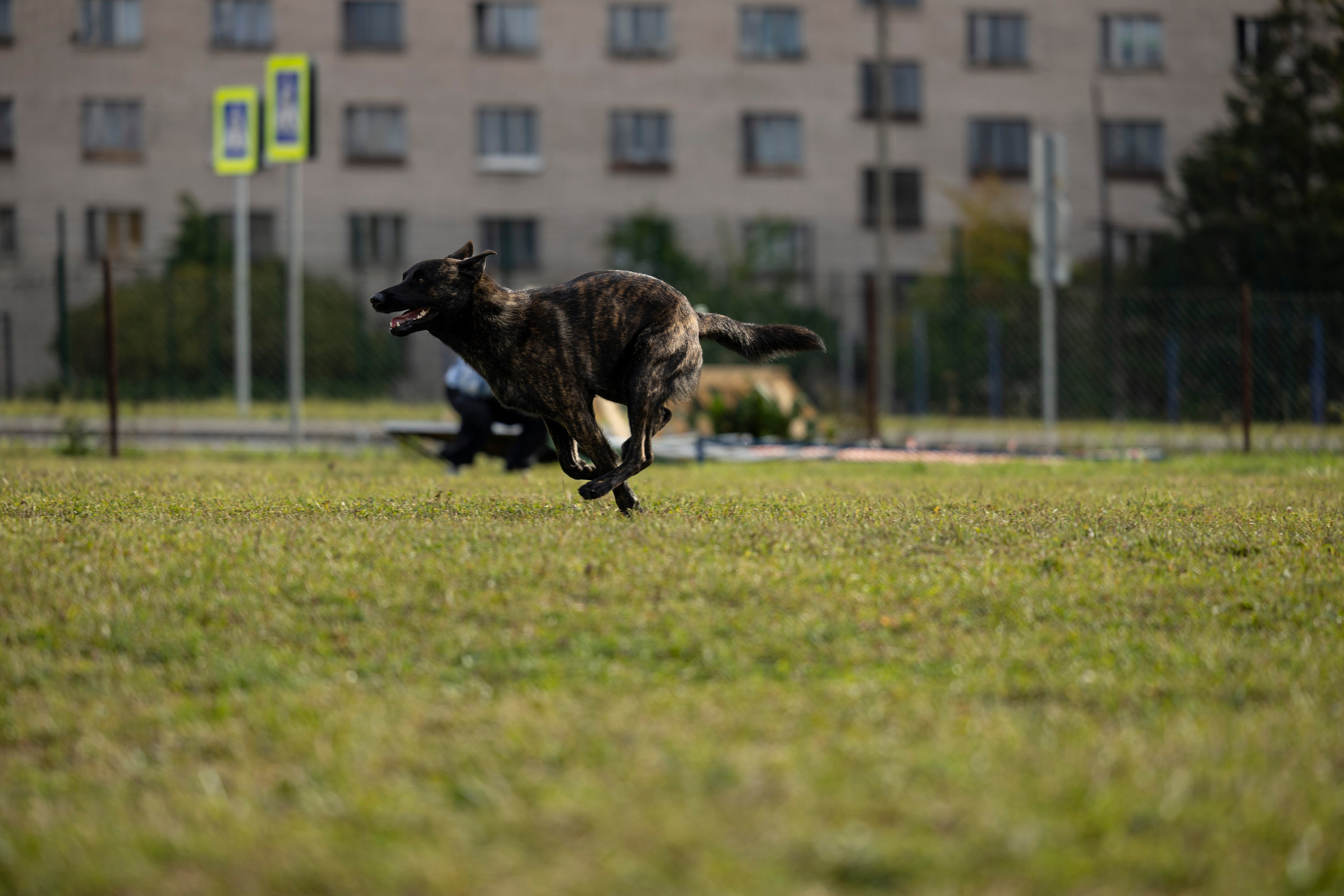 Испытания по Мондьорингу г. Пушкин. Фотограф-анималист Анна Маринич