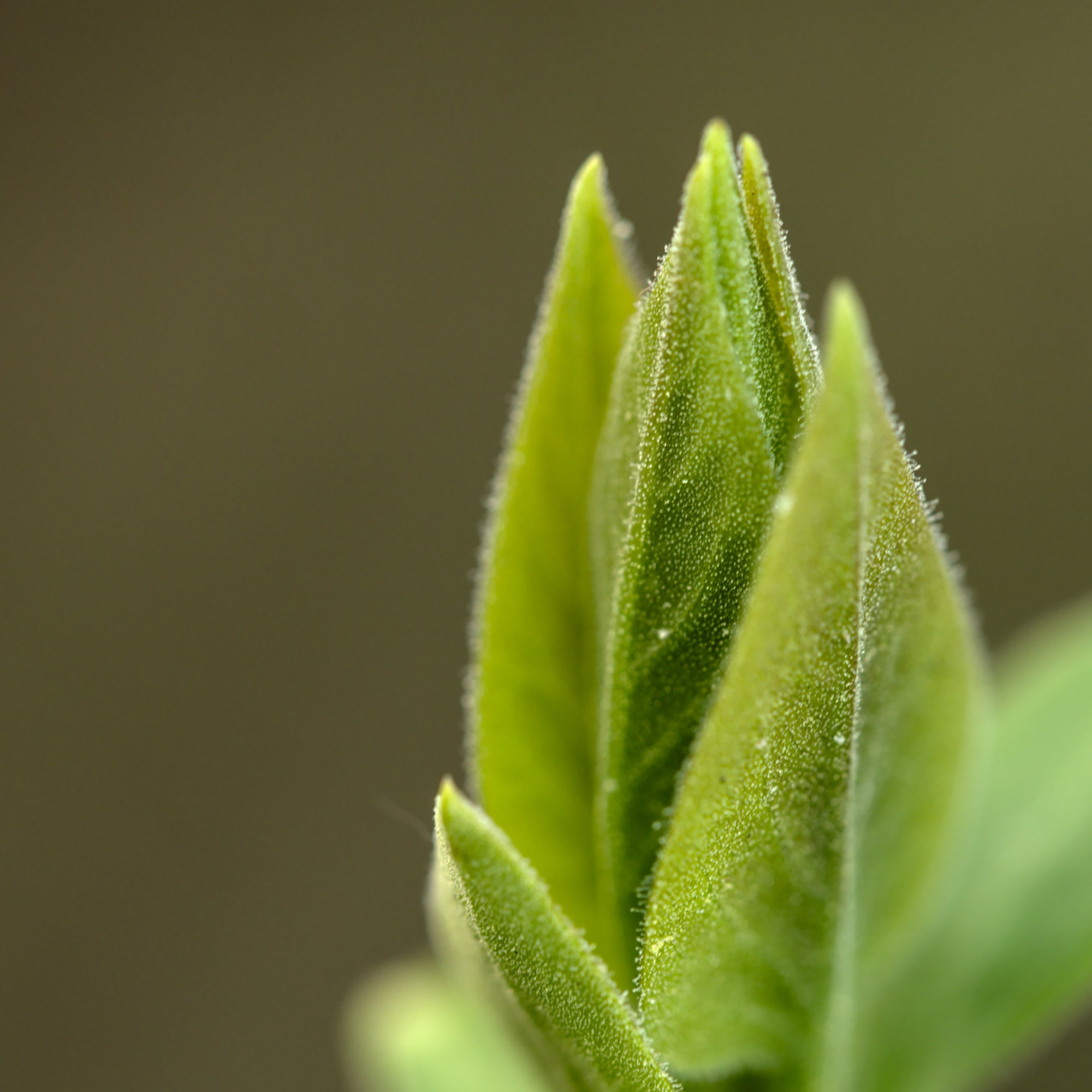 Лесное. Предметный фотограф Мария Белка