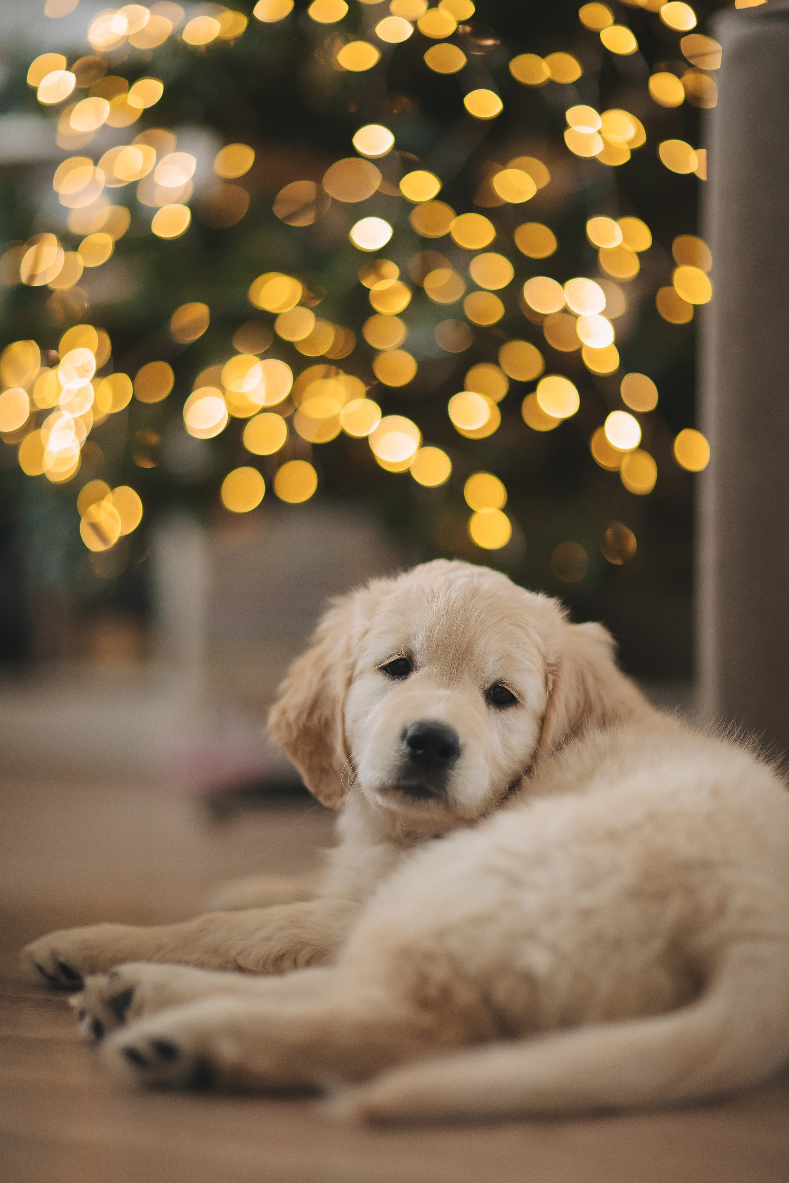 Снежик и Веста, НГ. Свадебный и женский фотограф
