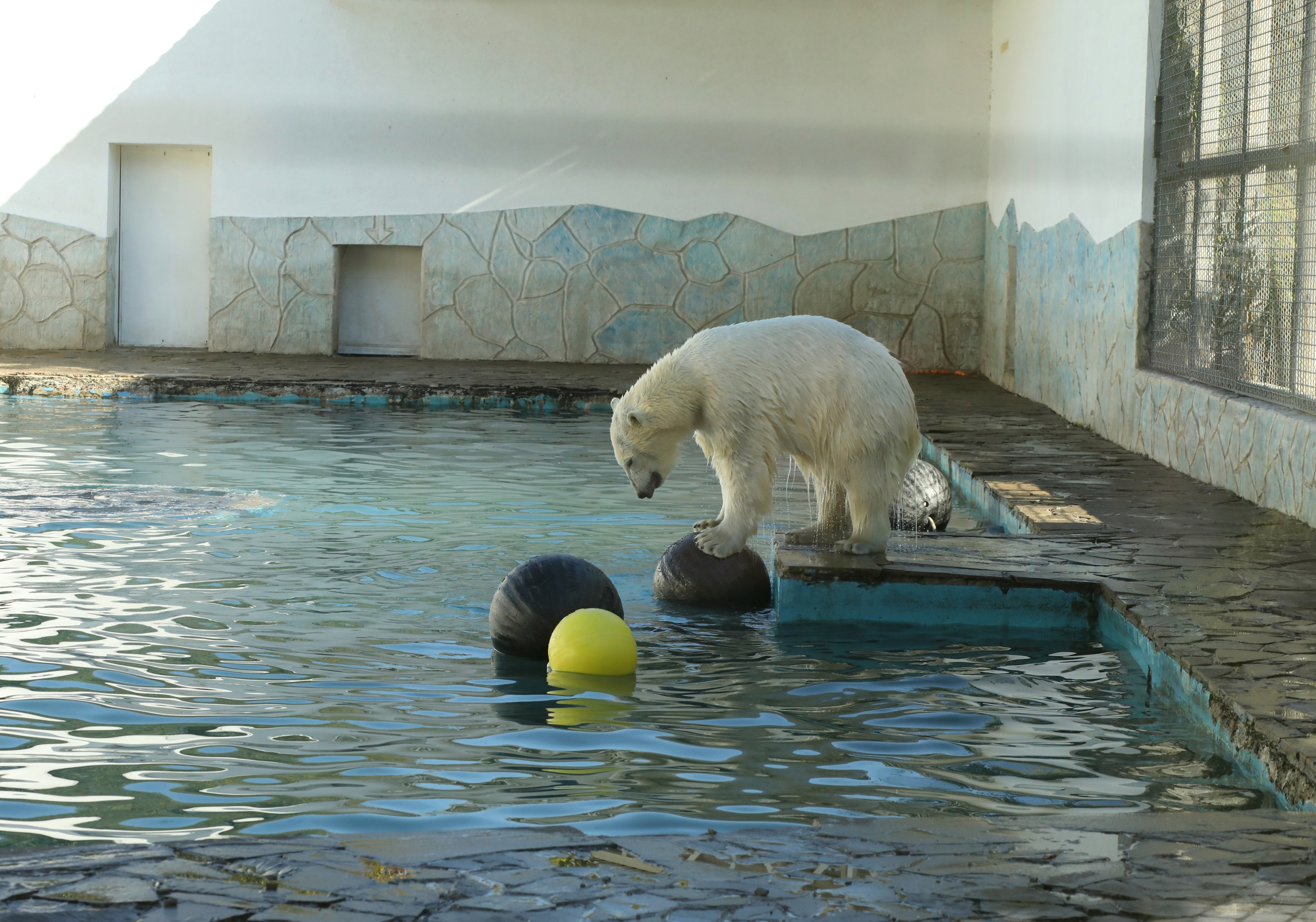 Ростовский зоопарк. Фото-художник и Репортажный фотограф Николаев Александр Алексеевич