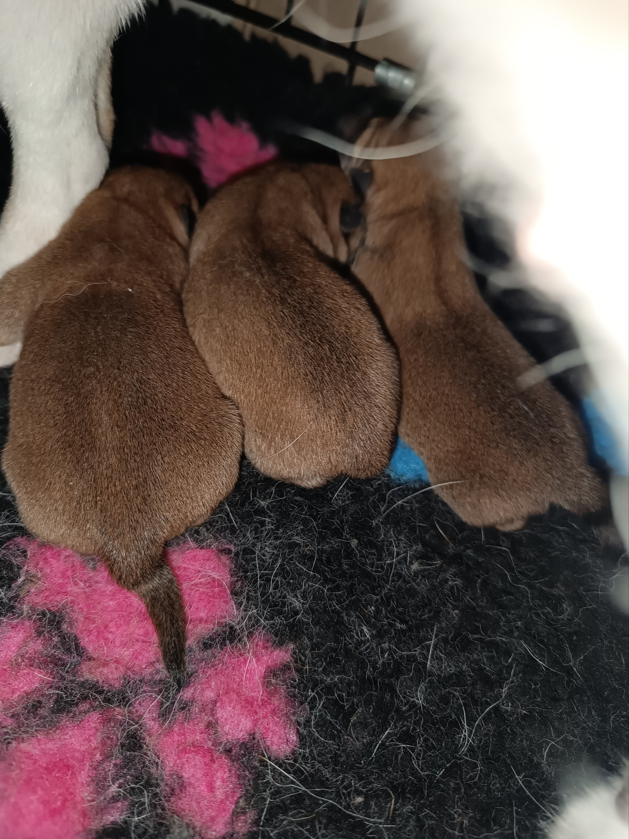 сиба питомник Рубилайт щенки на продажу rubylight  сиба щенки купить СПб Санкт-Петербург 