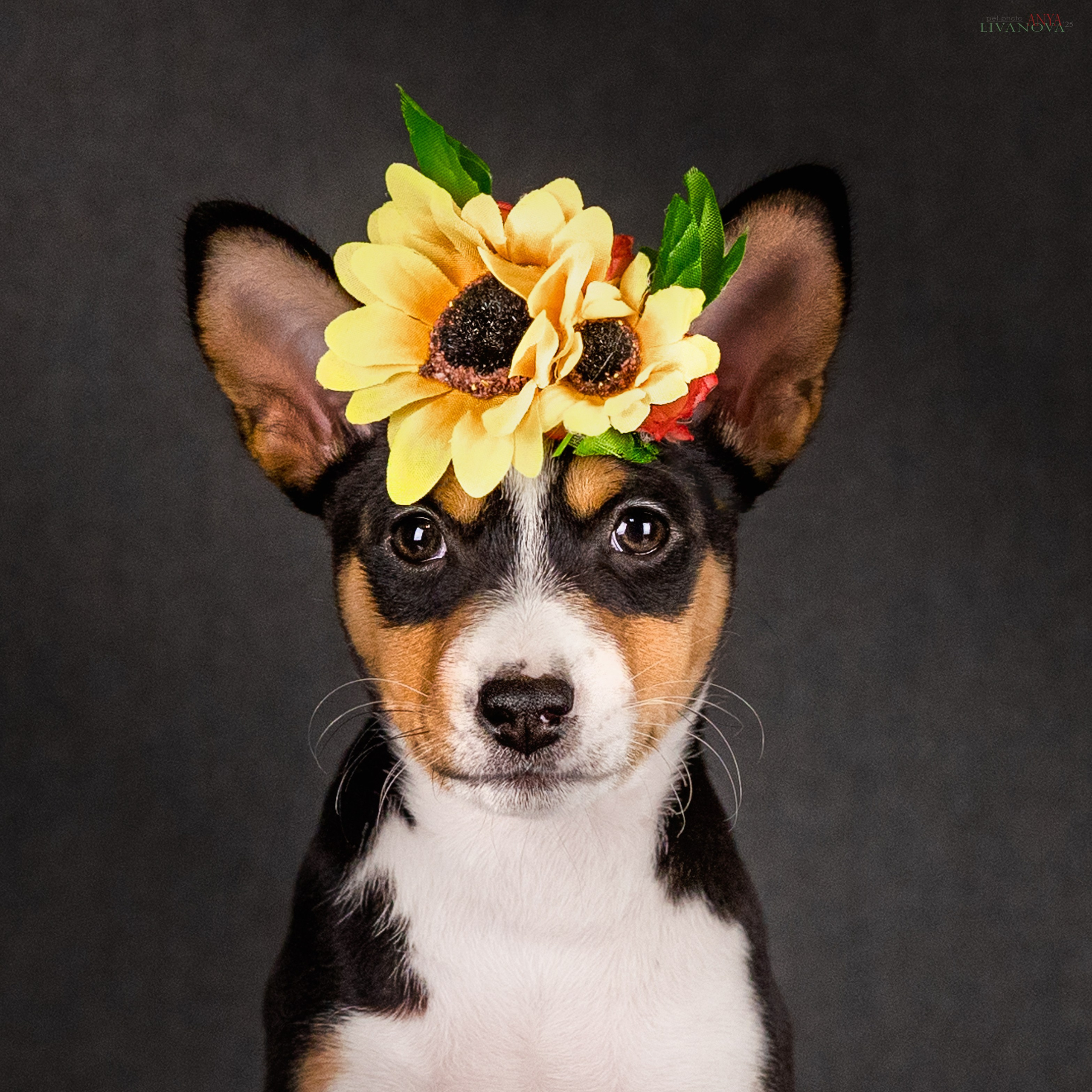 Басенджи. Фотограф анималист Аня Ливанова | Рыбинск