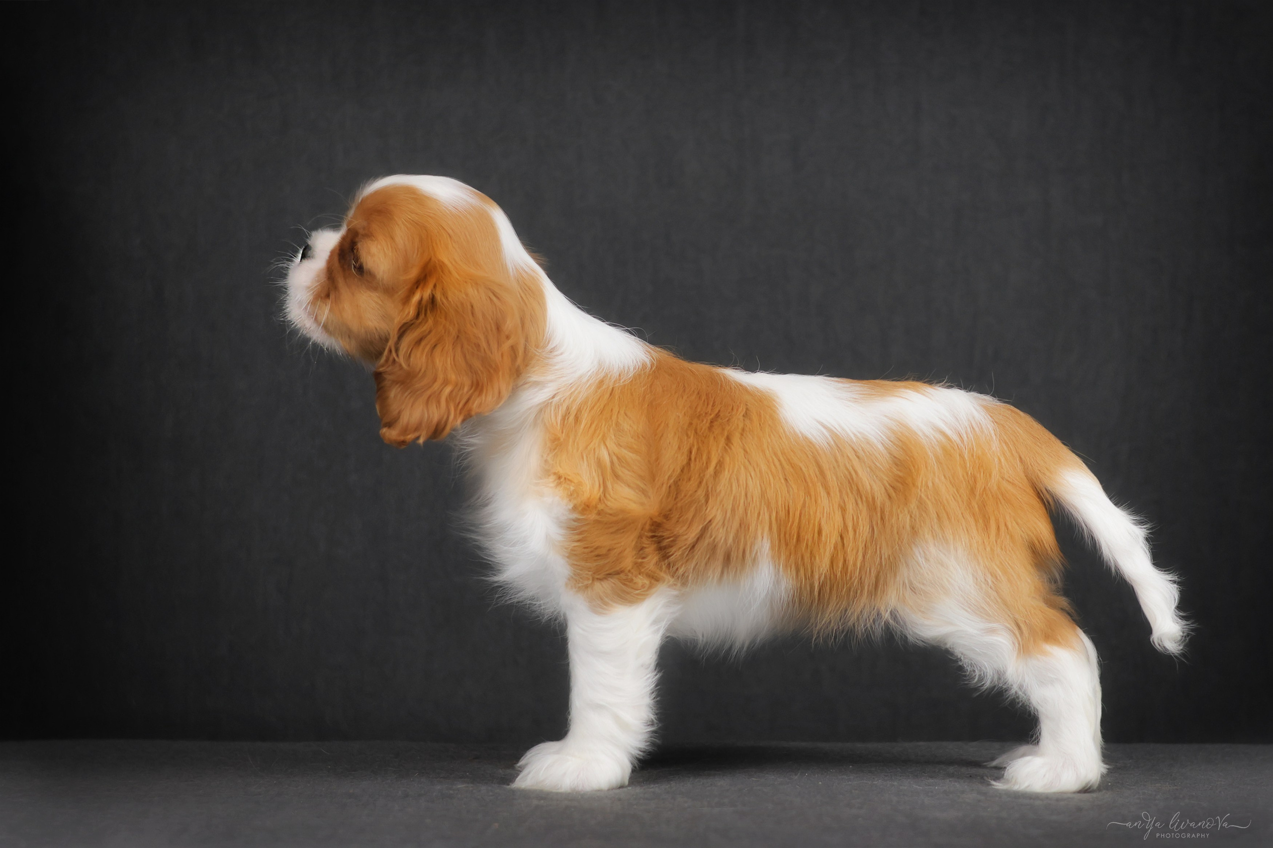 Кавалерчики. Фотограф анималист Аня Ливанова | Рыбинск