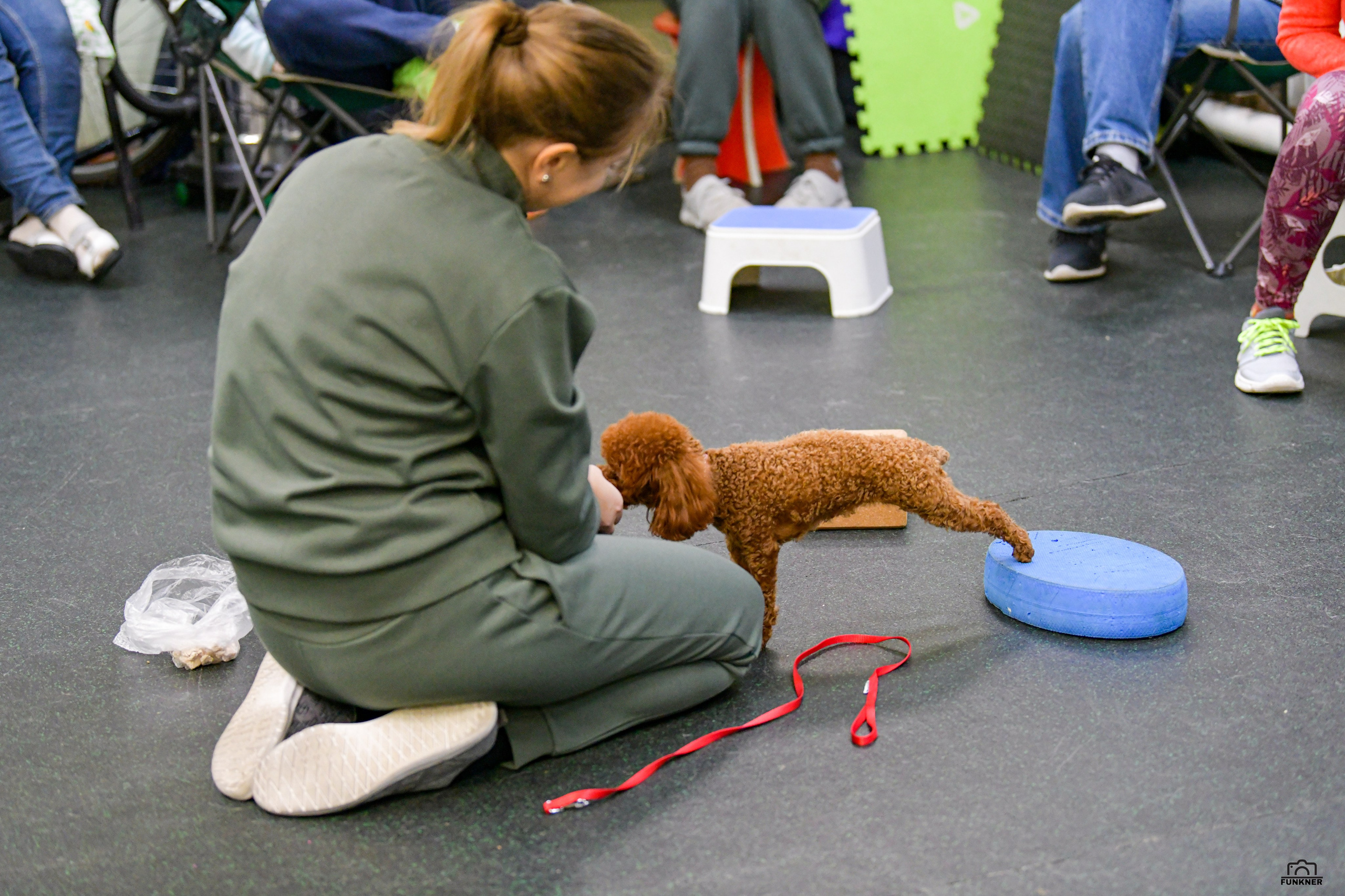 Кинологический клуб «Бодрый хвост». Свой взгляд через объектив