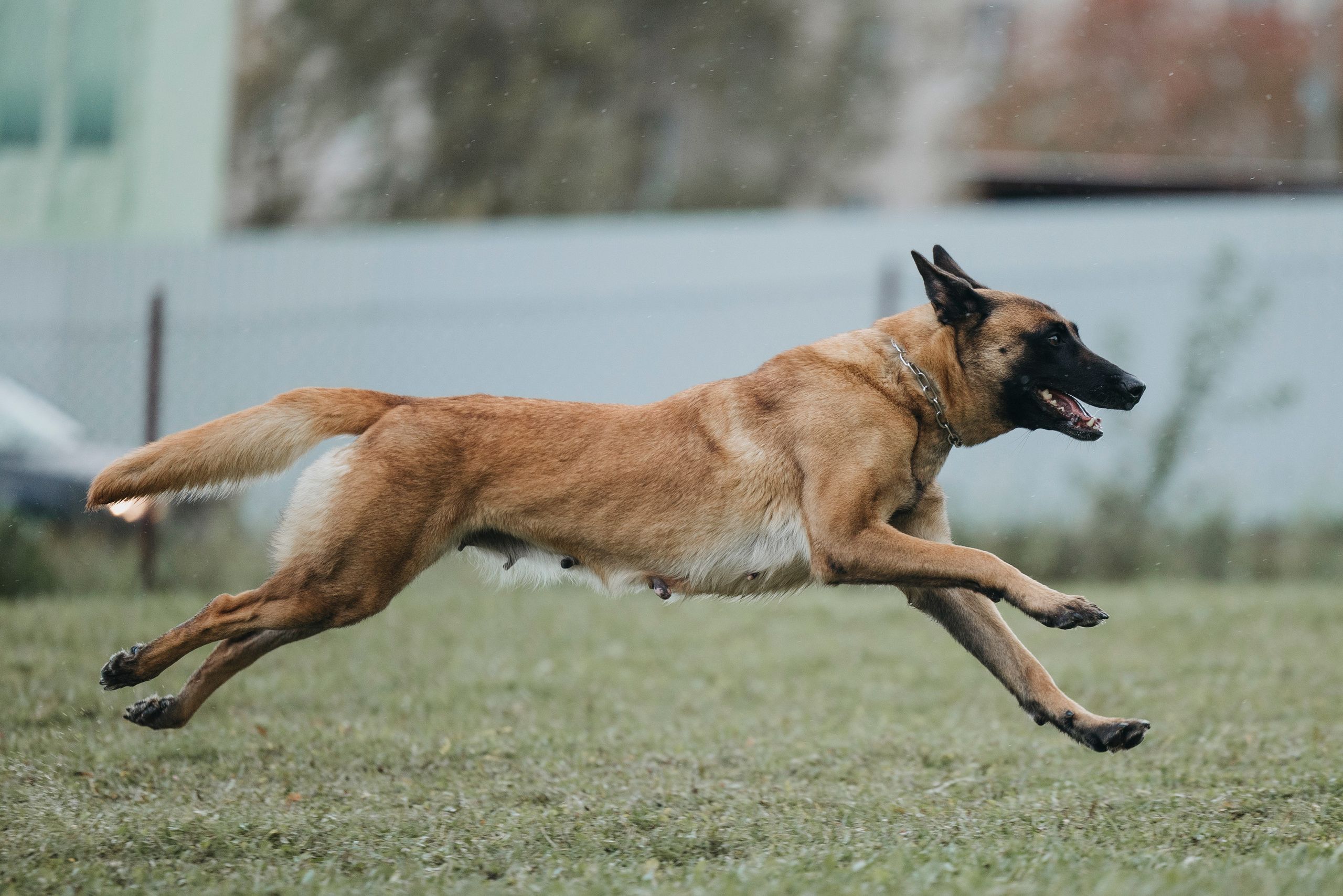 Испытания по мондьорингу г. Пушкин 29.09.2024. Фотограф-анималист Анна Маринич