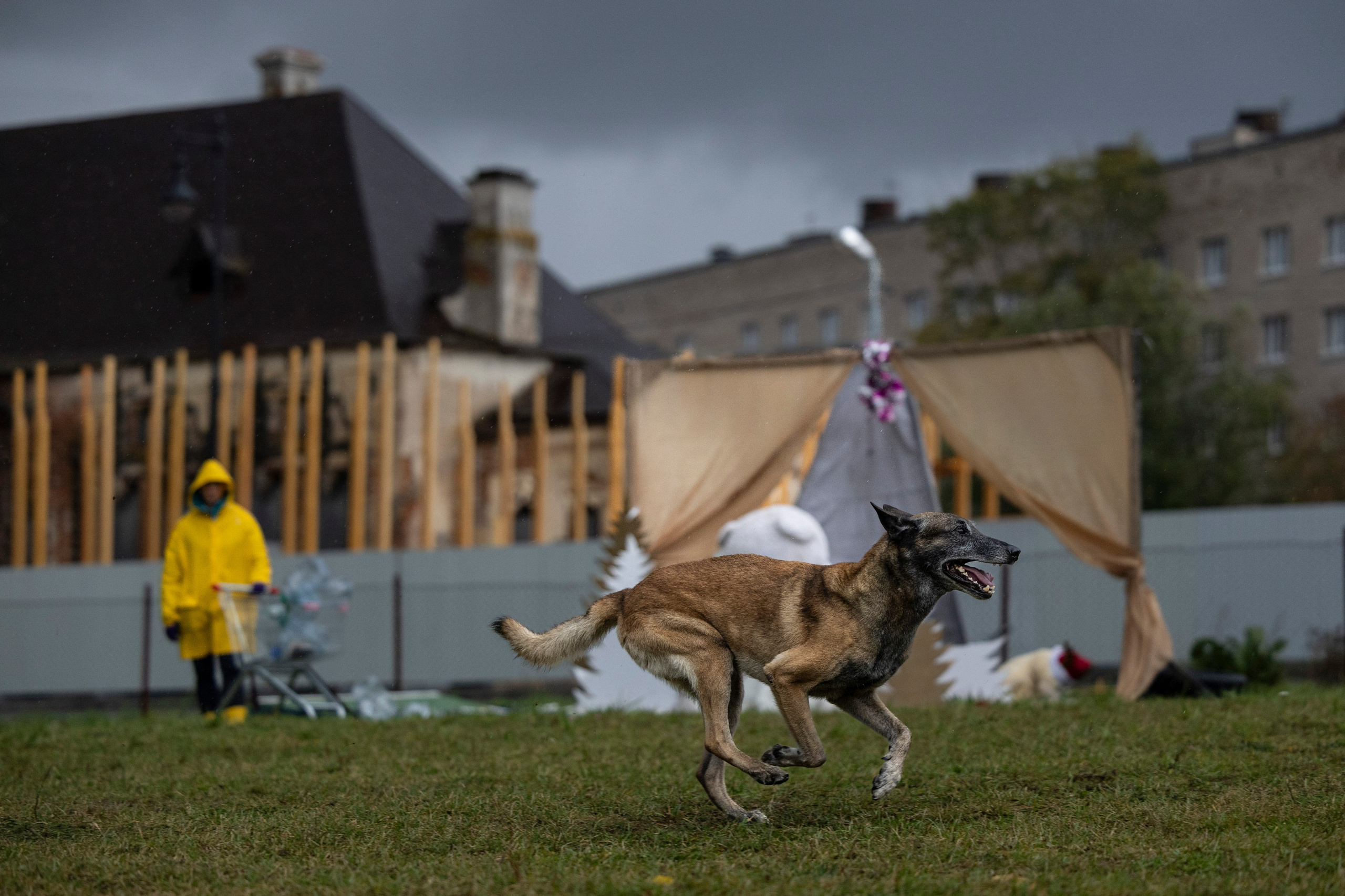 Испытания по Мондьорингу г. Пушкин. Фотограф-анималист Анна Маринич