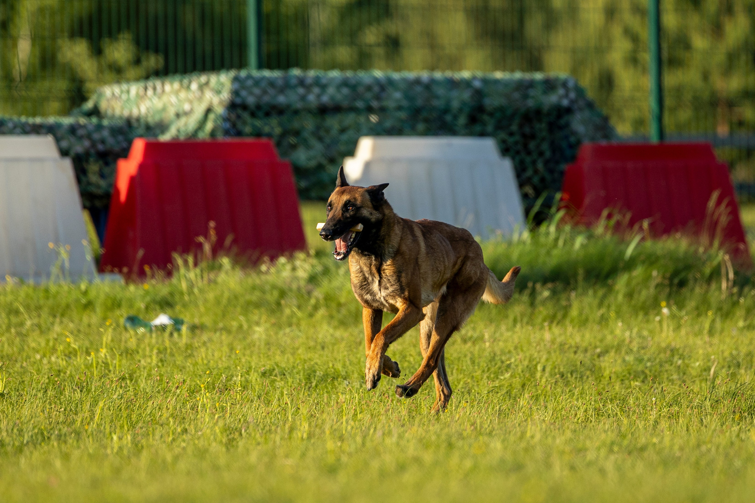 Испытания по мондьорингу в Нижнем Новгороде. Фотограф-анималист Анна Маринич