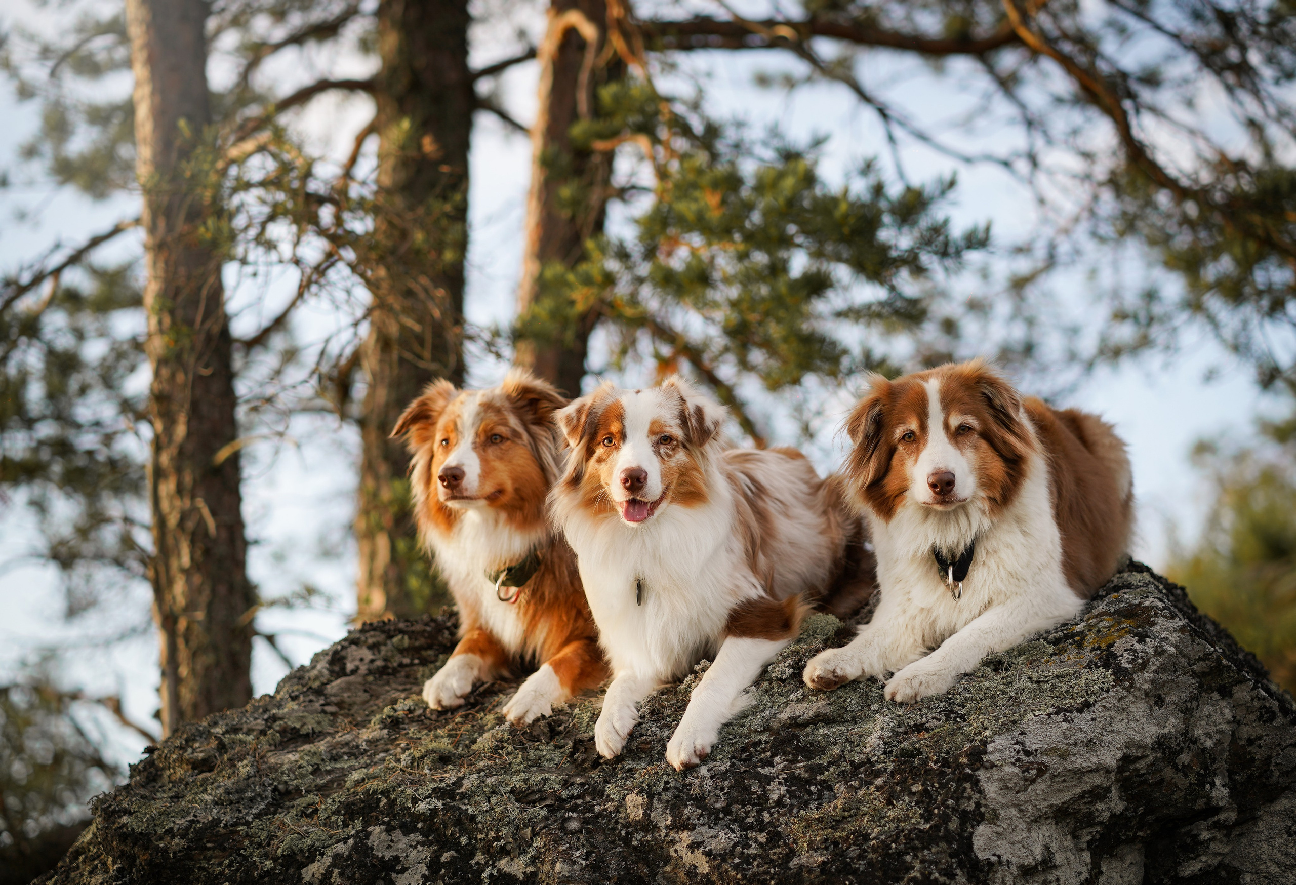 Карелия. Фотограф-анималист в Санкт-Петербурге Яна Мартынова