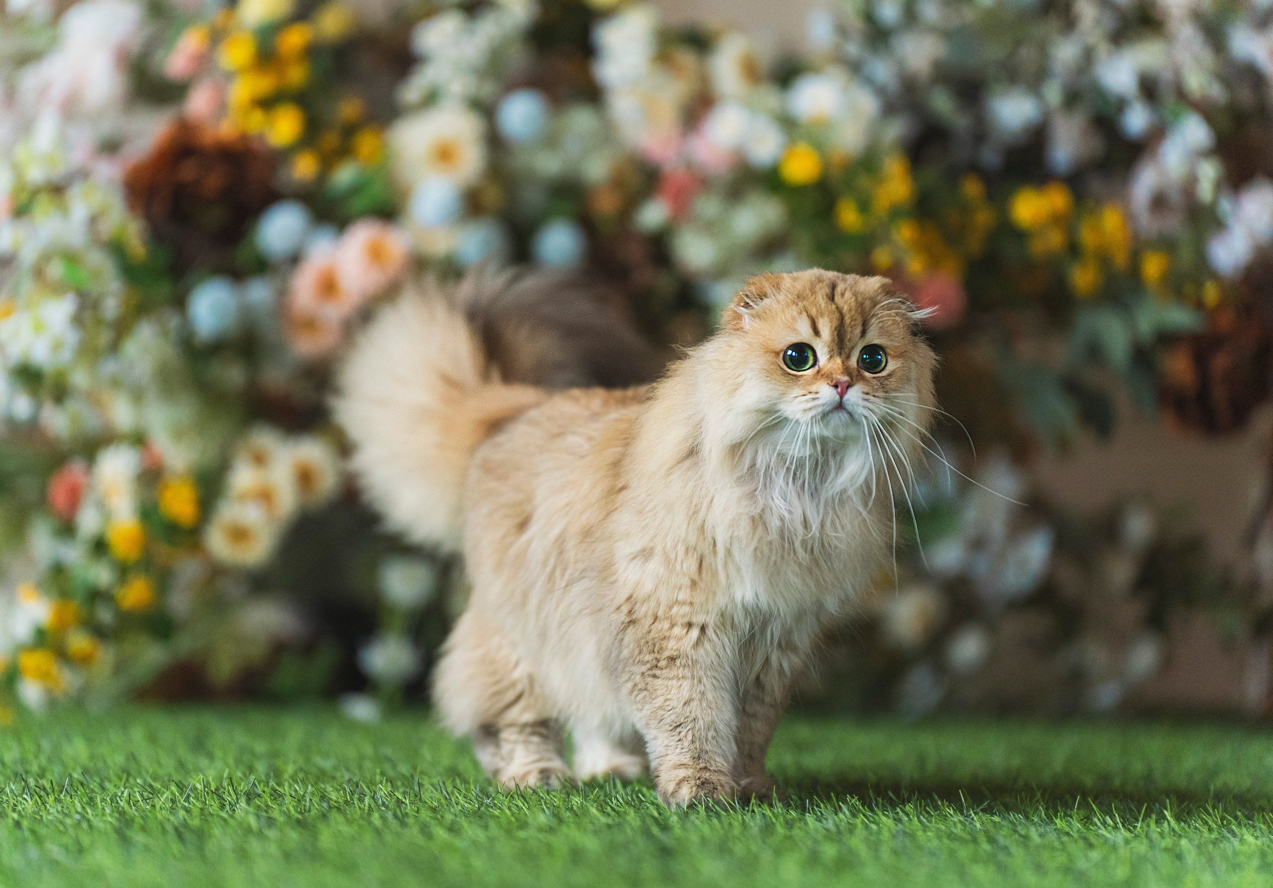 Питомник Шотландских кошек. Фотограф в Москве Ленарская Дарья