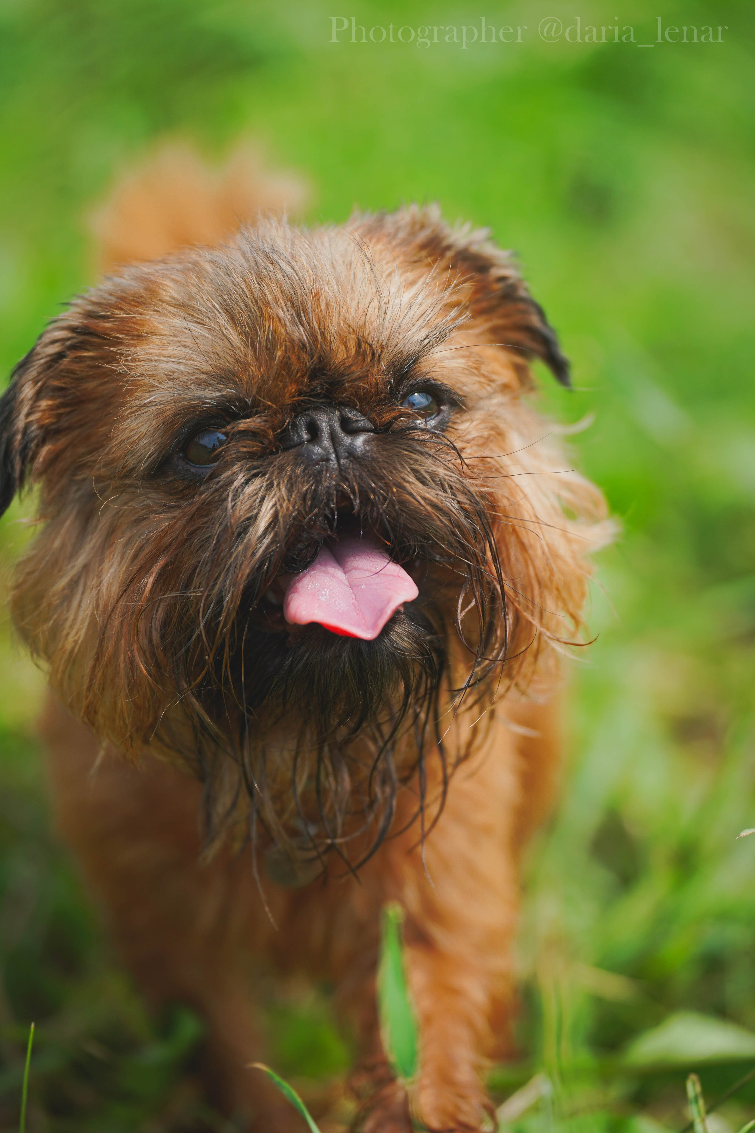 Выставки собак. Фотограф в Москве Ленарская Дарья