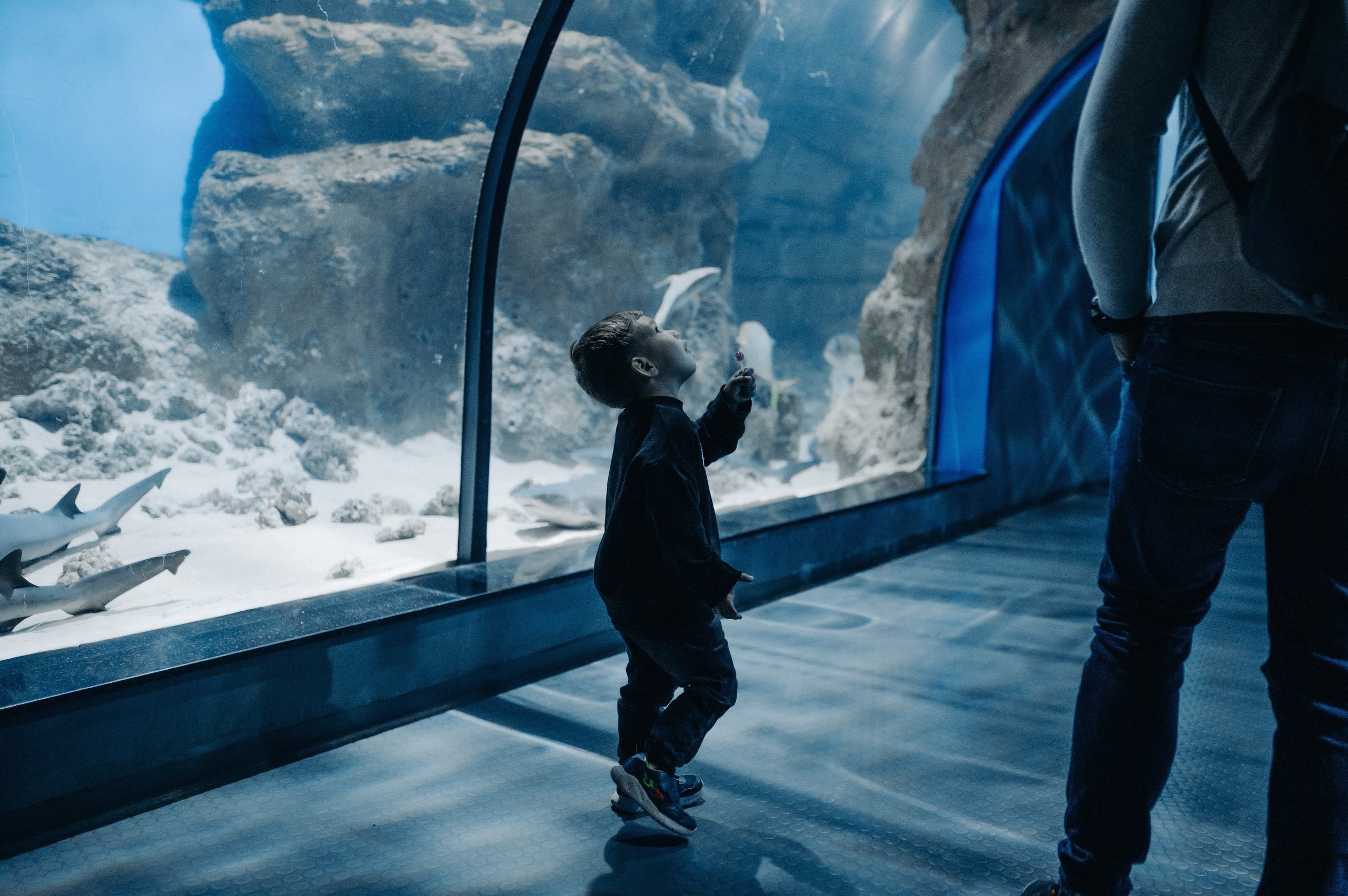 Маленький человек среди огромных рыб. Главная