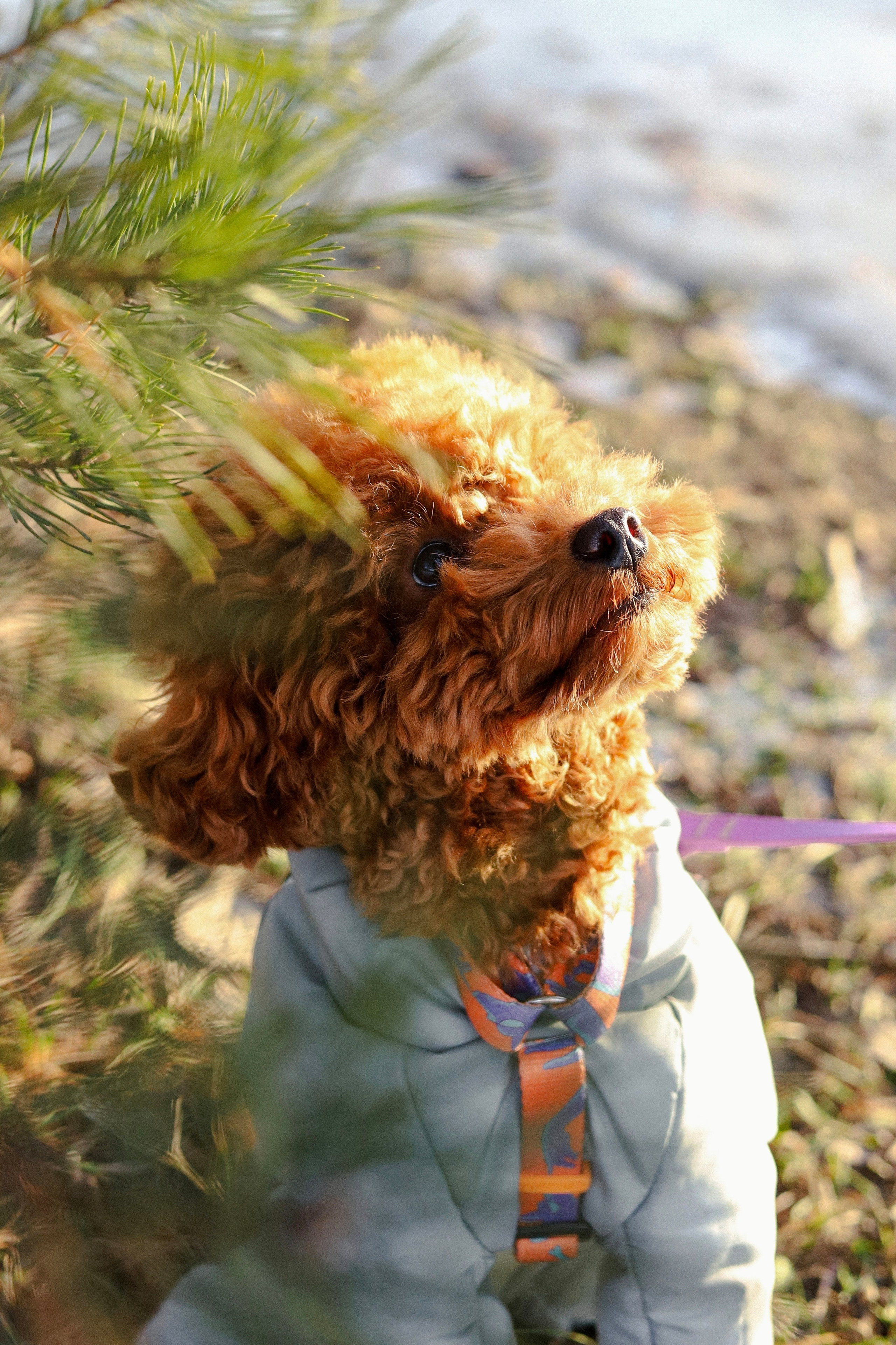 Филипп и Настя. Фотограф-анималист Ксения Шевцова|Москва