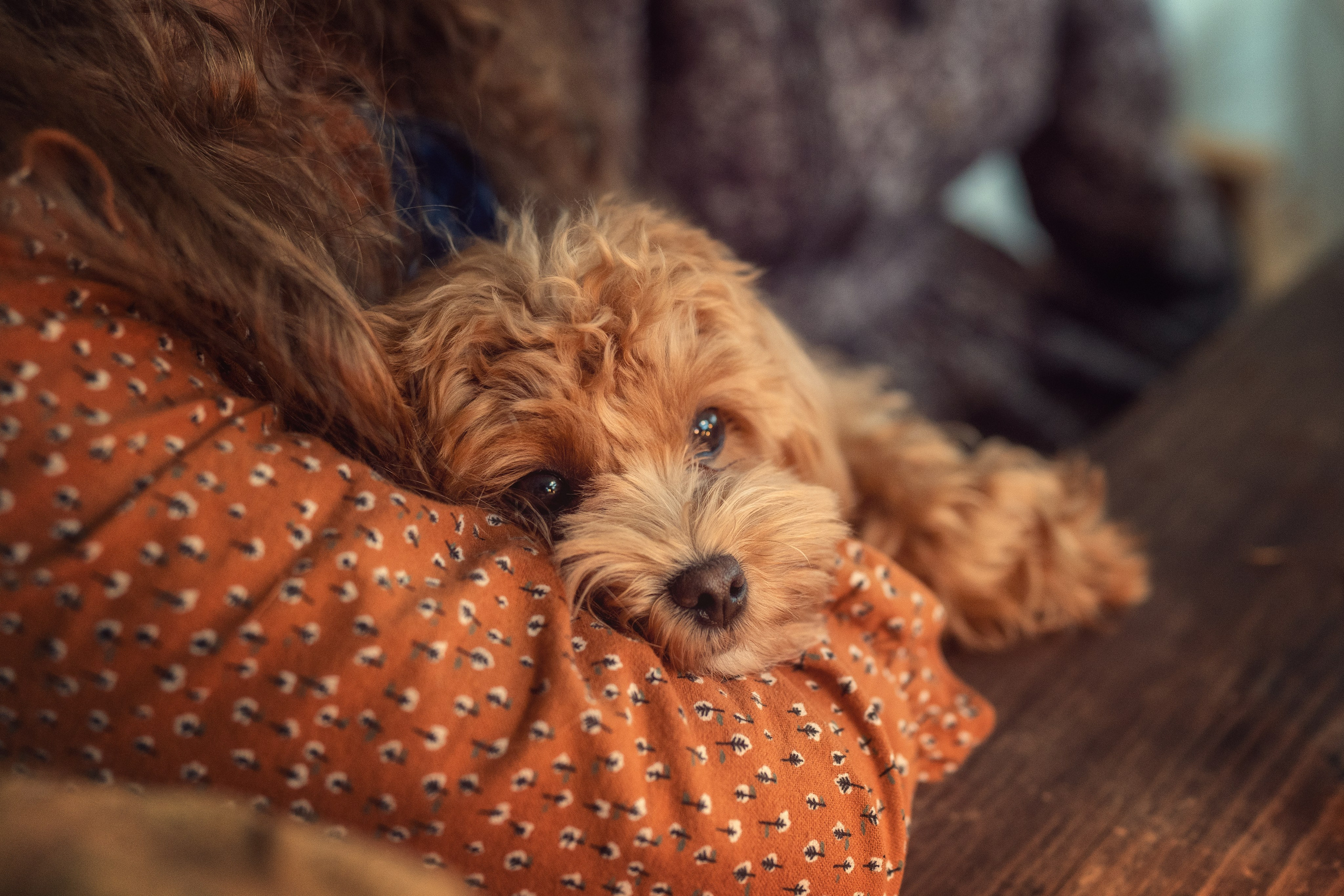 Семейные радости. Осень в Old New Home. Семейный фотограф Новая Рига (Звенигород, Истра) Евгения Литовченко