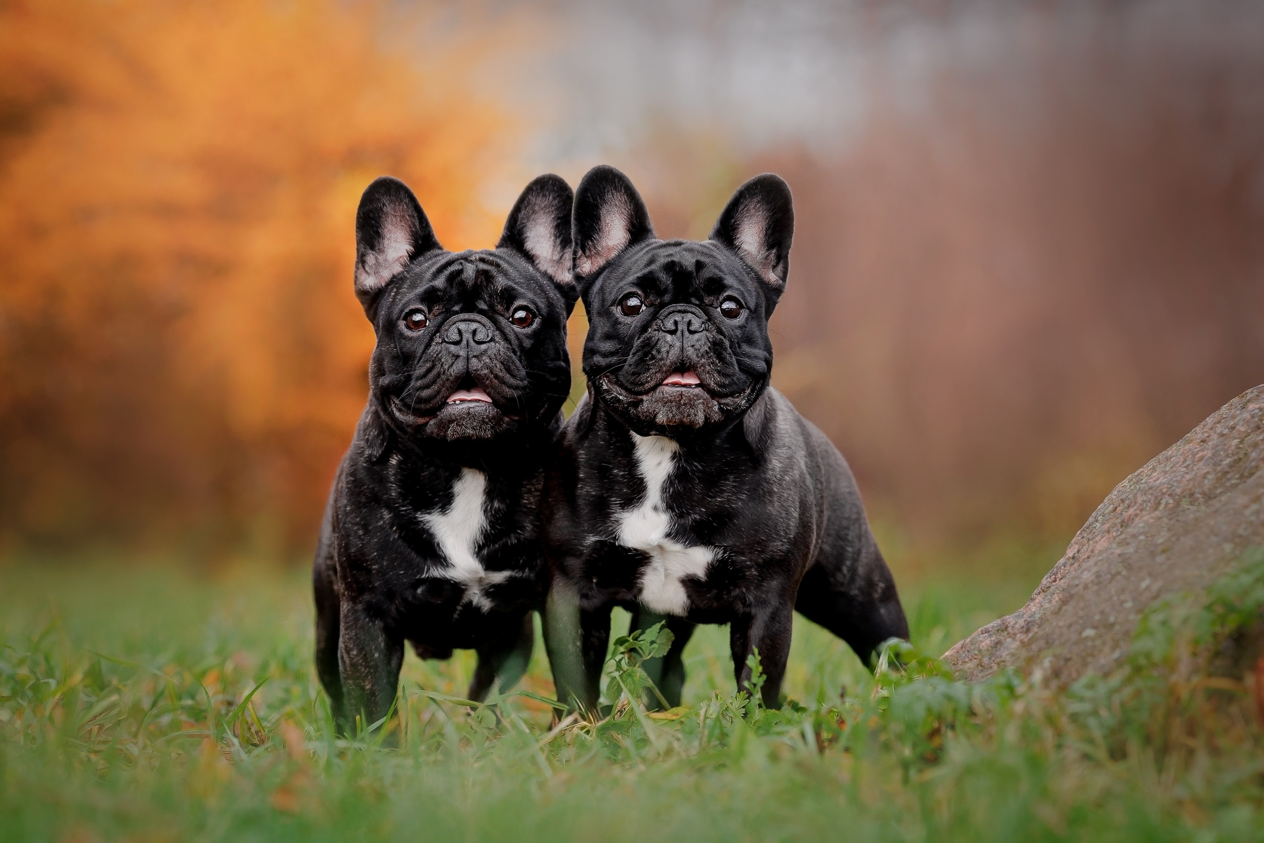 Анималистика. Репортажный фотограф Мария Мадзик