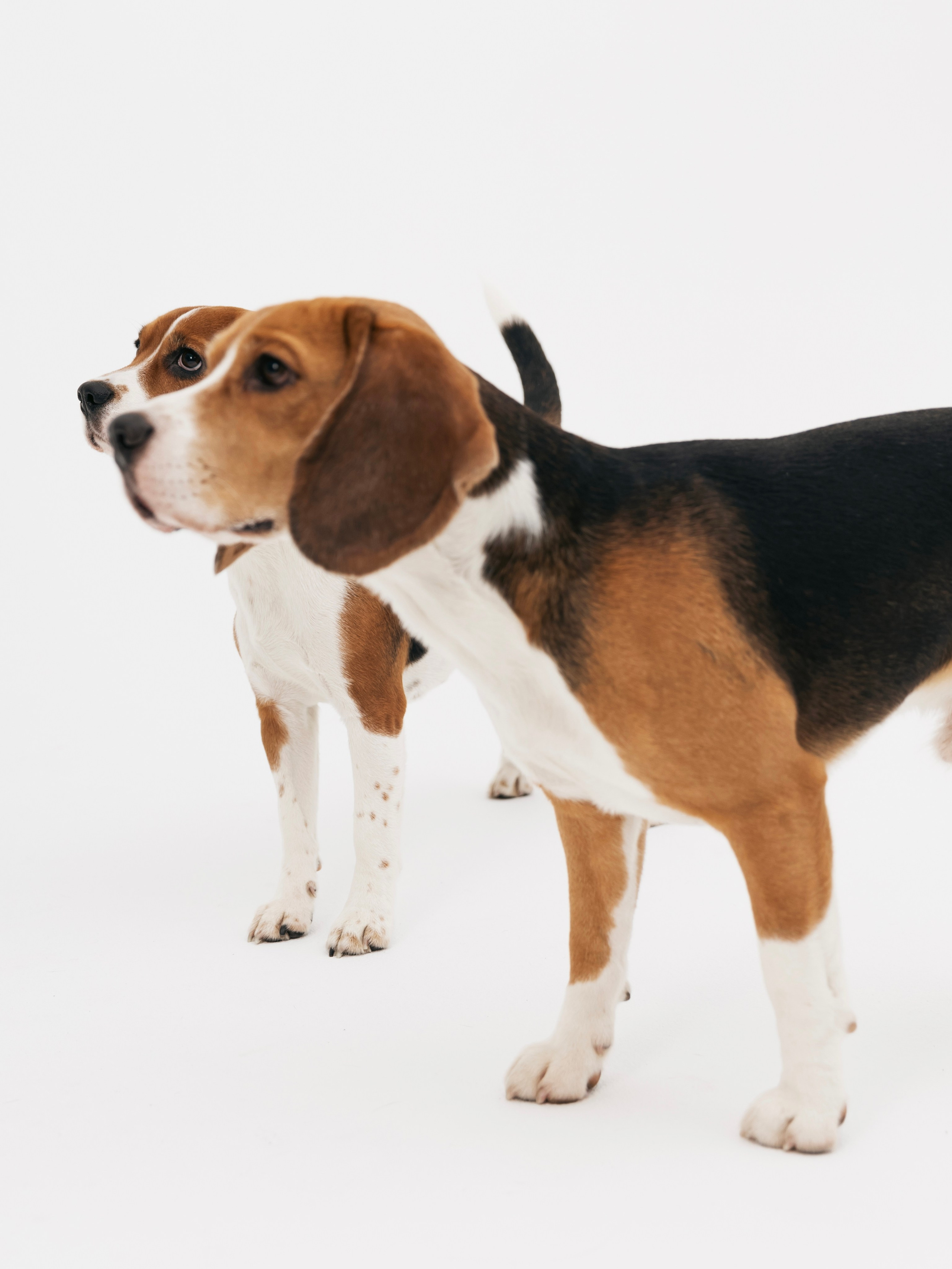 Биглемания. DRIPSTOCK MAG