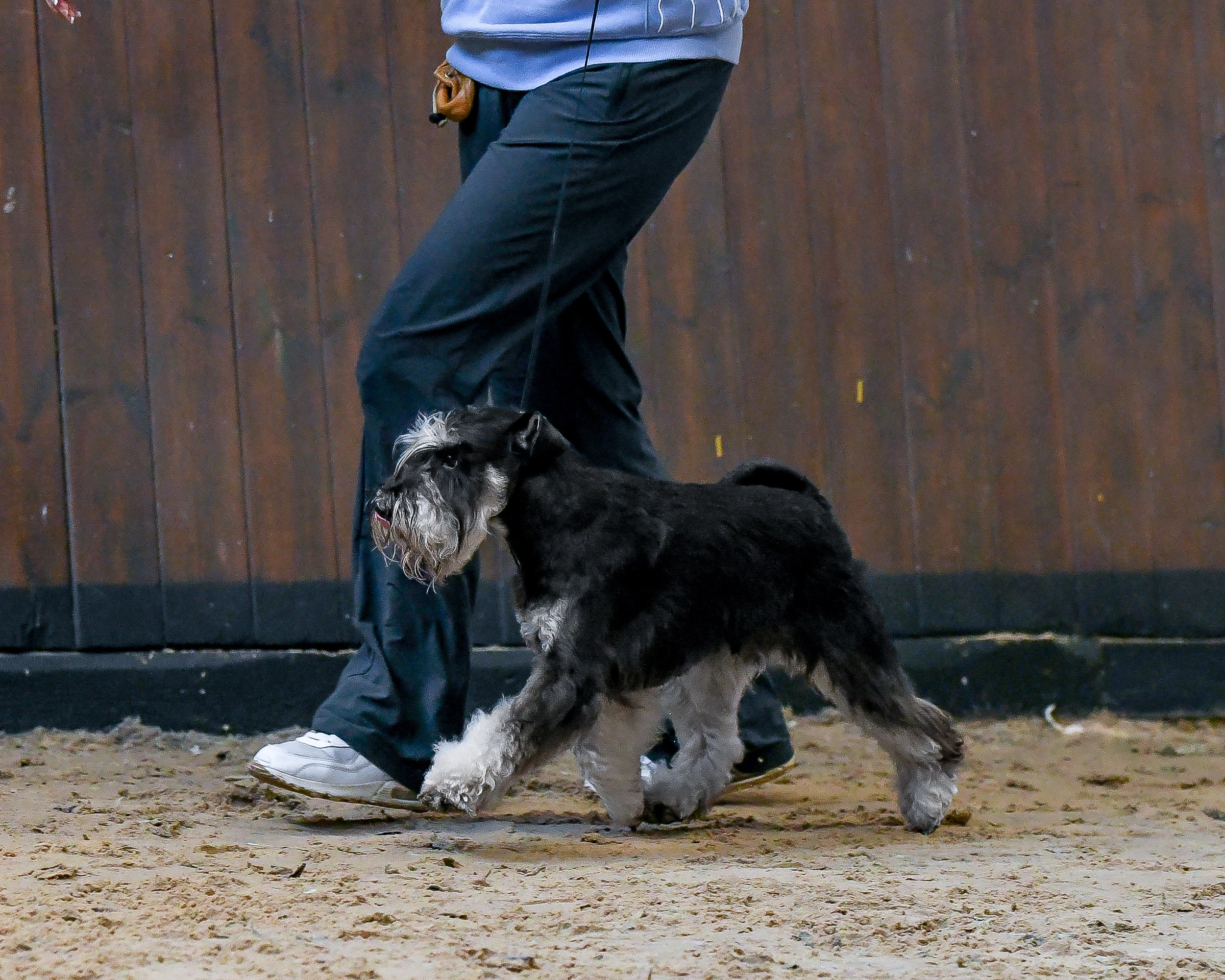 Изар/Delinso Balance Izar Tesoro. Питомник цвергшнауцеров в Беларуси «Делинсо Бэлэнс»
