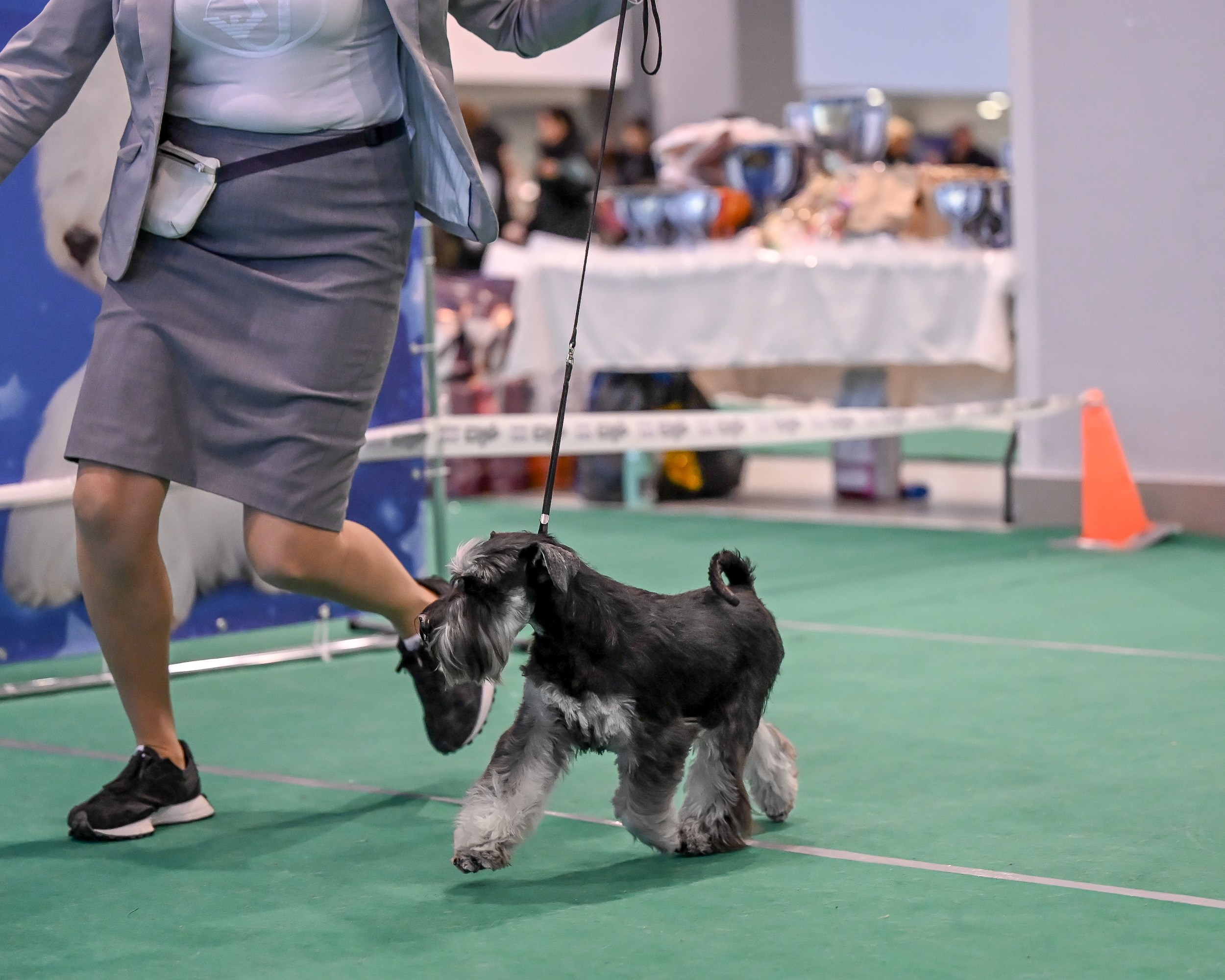 Бъянка/ Delinso Balance Cinzano Bianco. Питомник цвергшнауцеров в Беларуси «Делинсо Бэлэнс»