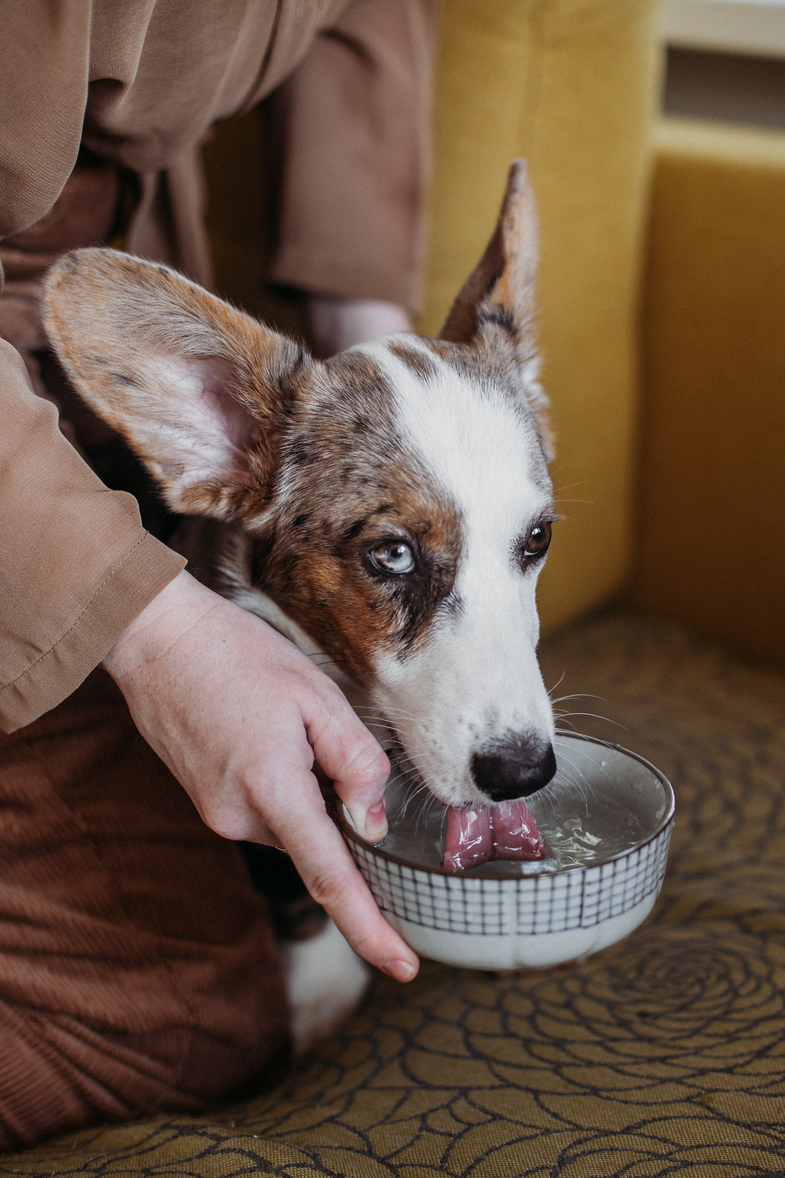 Ксюша, Жан и Марципан. Семейный фотограф в Самаре