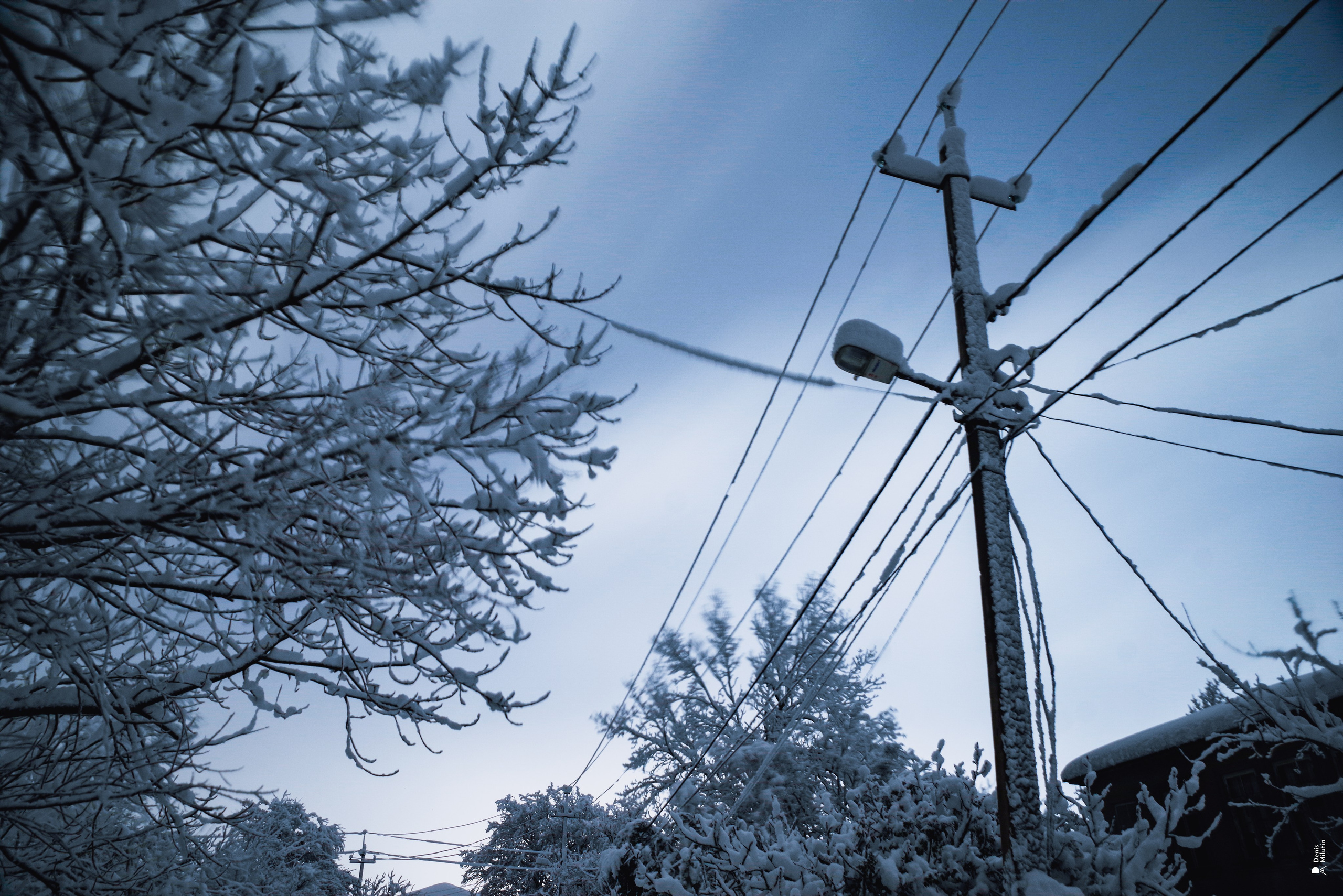Спящий Менджи зимой. Портретный фотограф Денис Милютин