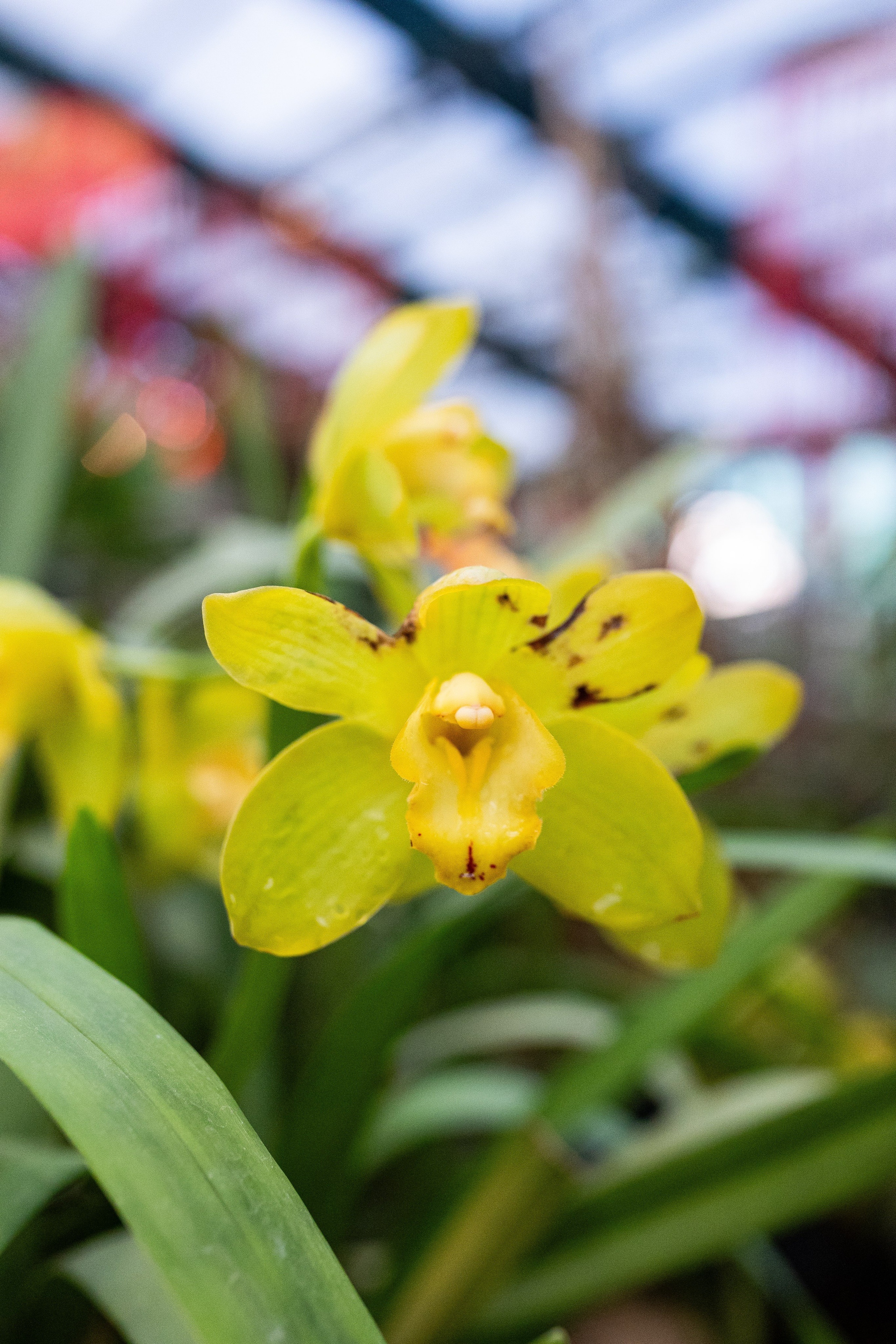 Аптекарский огород МГУ. Китай. Александра Куликова фотограф, Москва