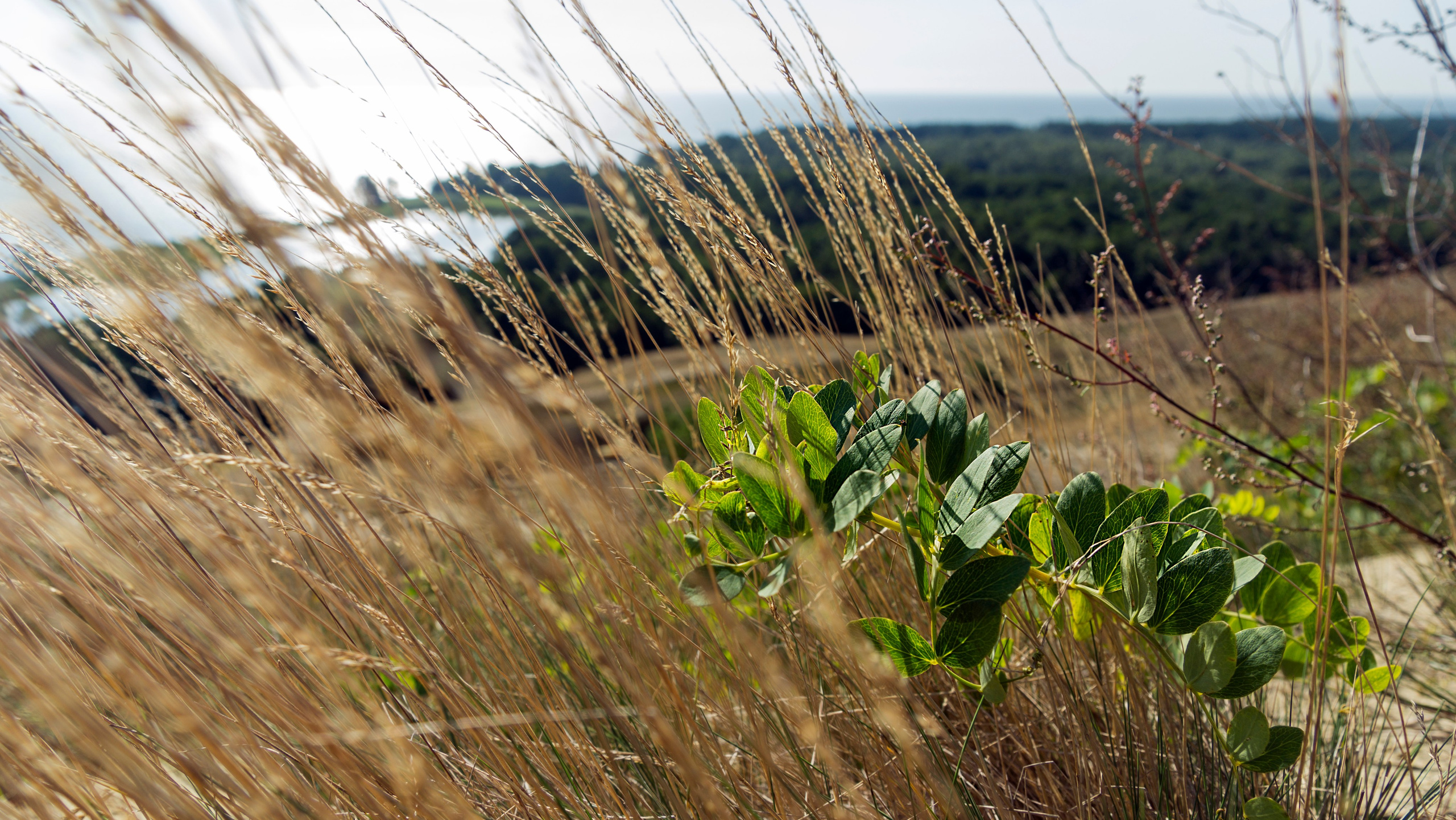 Куршская коса. Фотограф-путешественник Самойлов Максим «Sly Fox»
