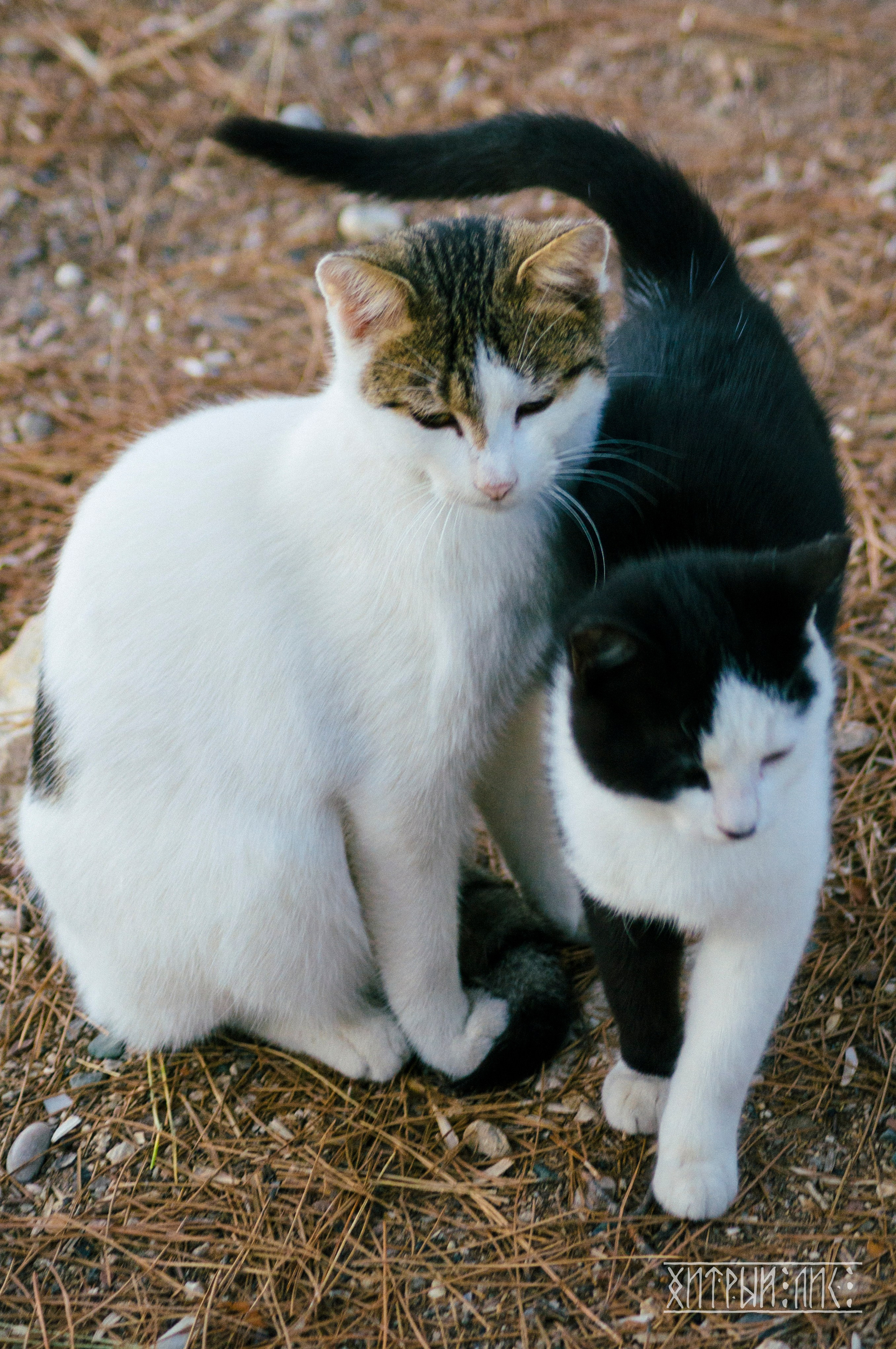 Турция. Ликийский путь. Фотограф-путешественник Самойлов Максим «Sly Fox»