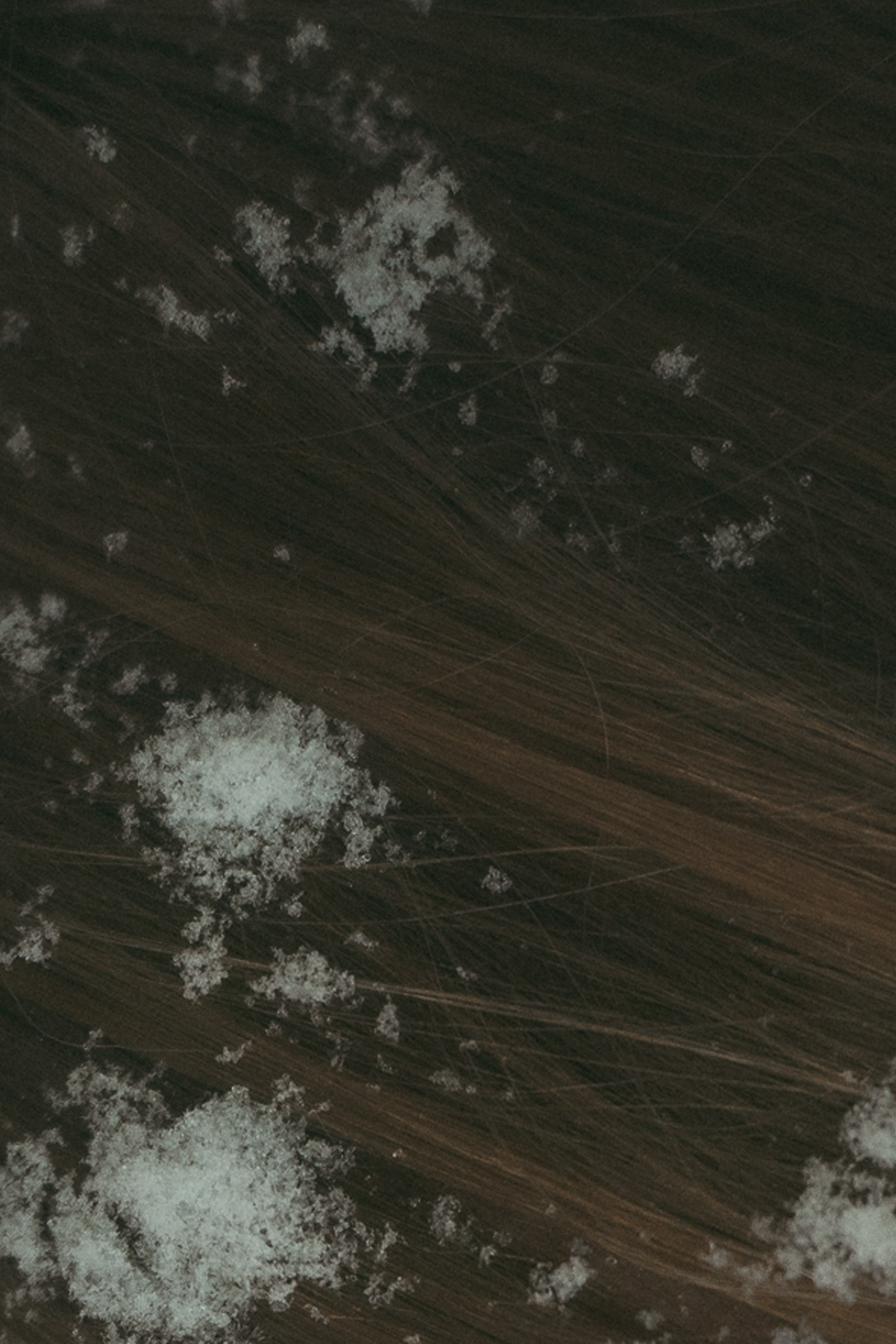 Альбина и Амелия. Фотограф анималист в Москве и Санкт-Петербурге Свиридова Анна