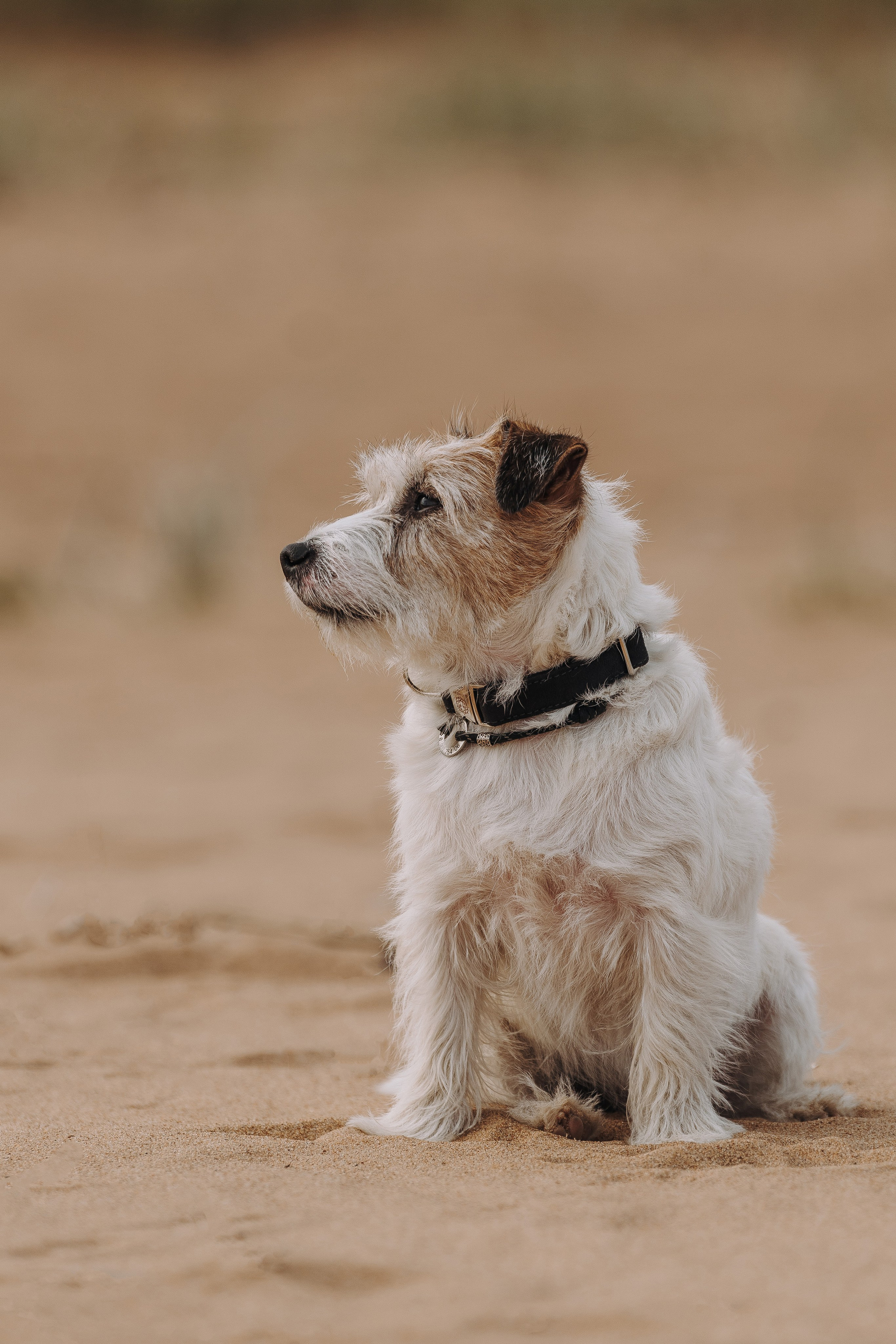 Оля, Ларс и Лукас. Фотограф анималист в Спб недорого Олеся Майорова