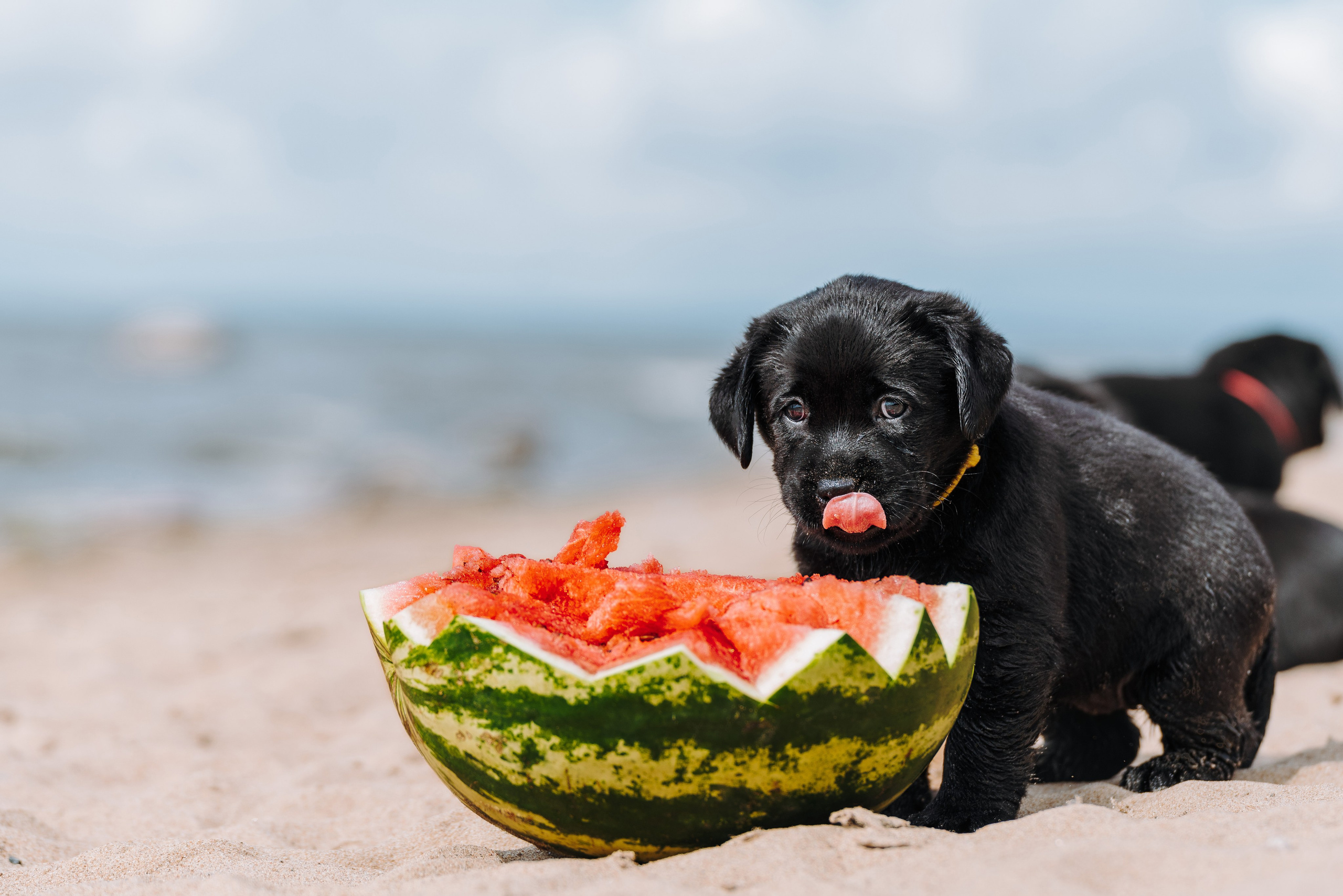 Лабрадорчики на пляже. Фотограф анималист в Спб недорого Олеся Майорова