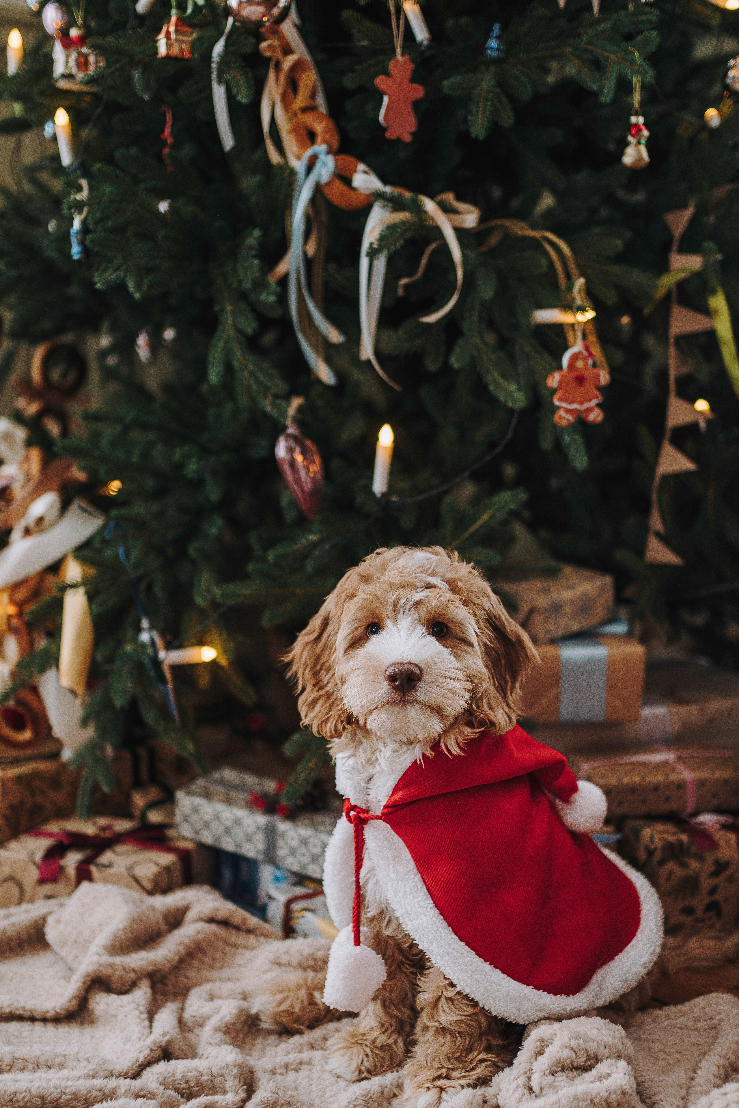 Мёрфи, Таня и Антон. Фотограф анималист в Спб недорого Олеся Майорова