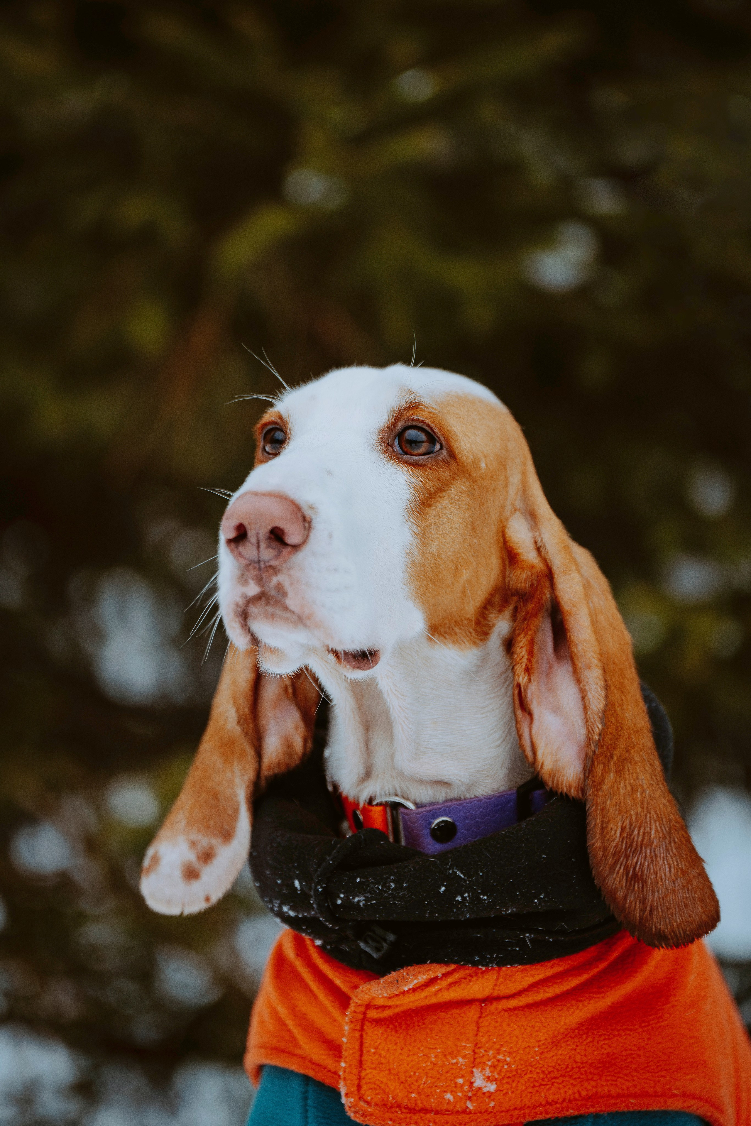 Ольга, Рора и Румпель. Фотограф анималист в Спб недорого Олеся Майорова