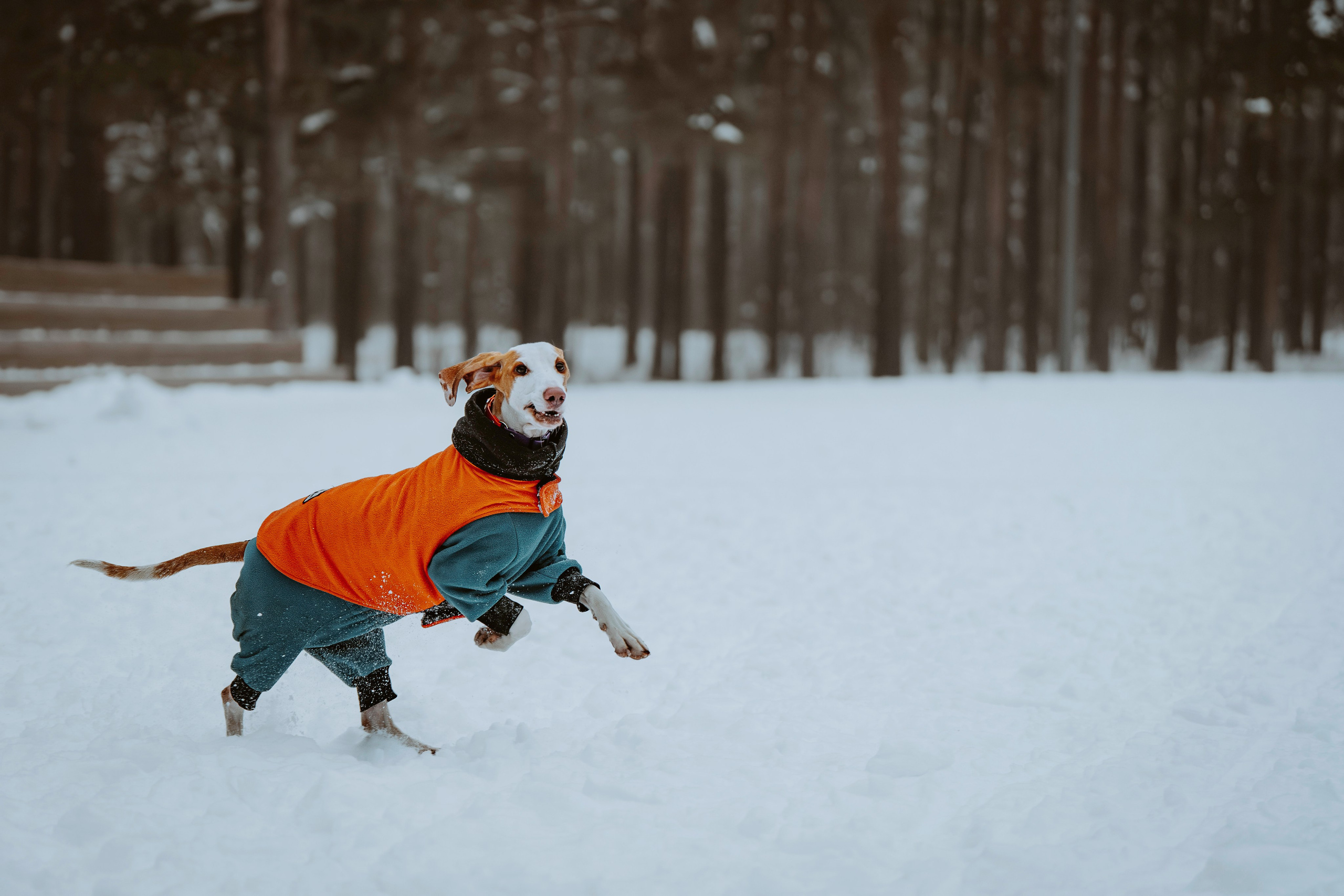 Ольга, Рора и Румпель. Фотограф анималист в Спб недорого Олеся Майорова