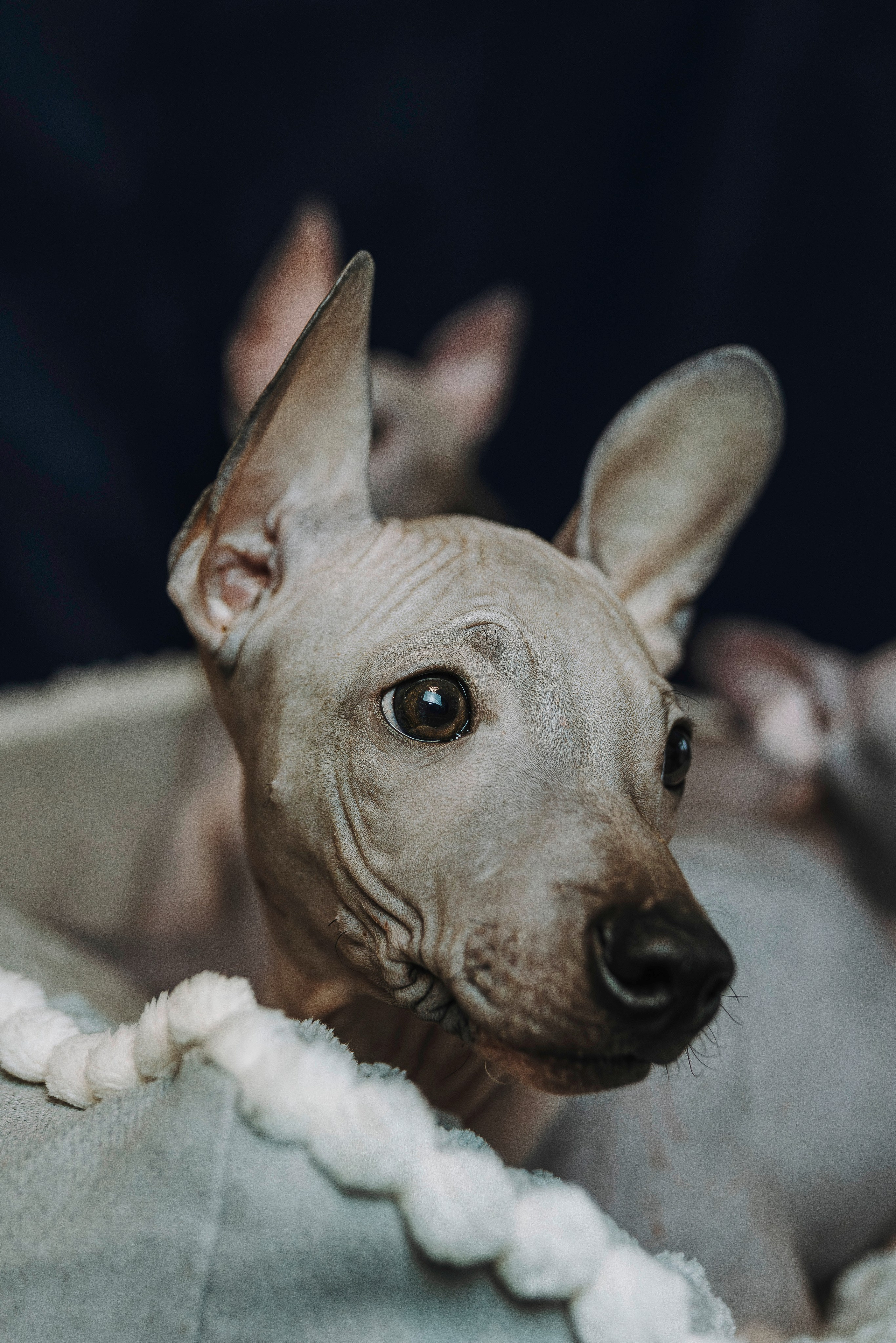 Малыши американского голого терьера. Фотограф анималист в Спб недорого Олеся Майорова
