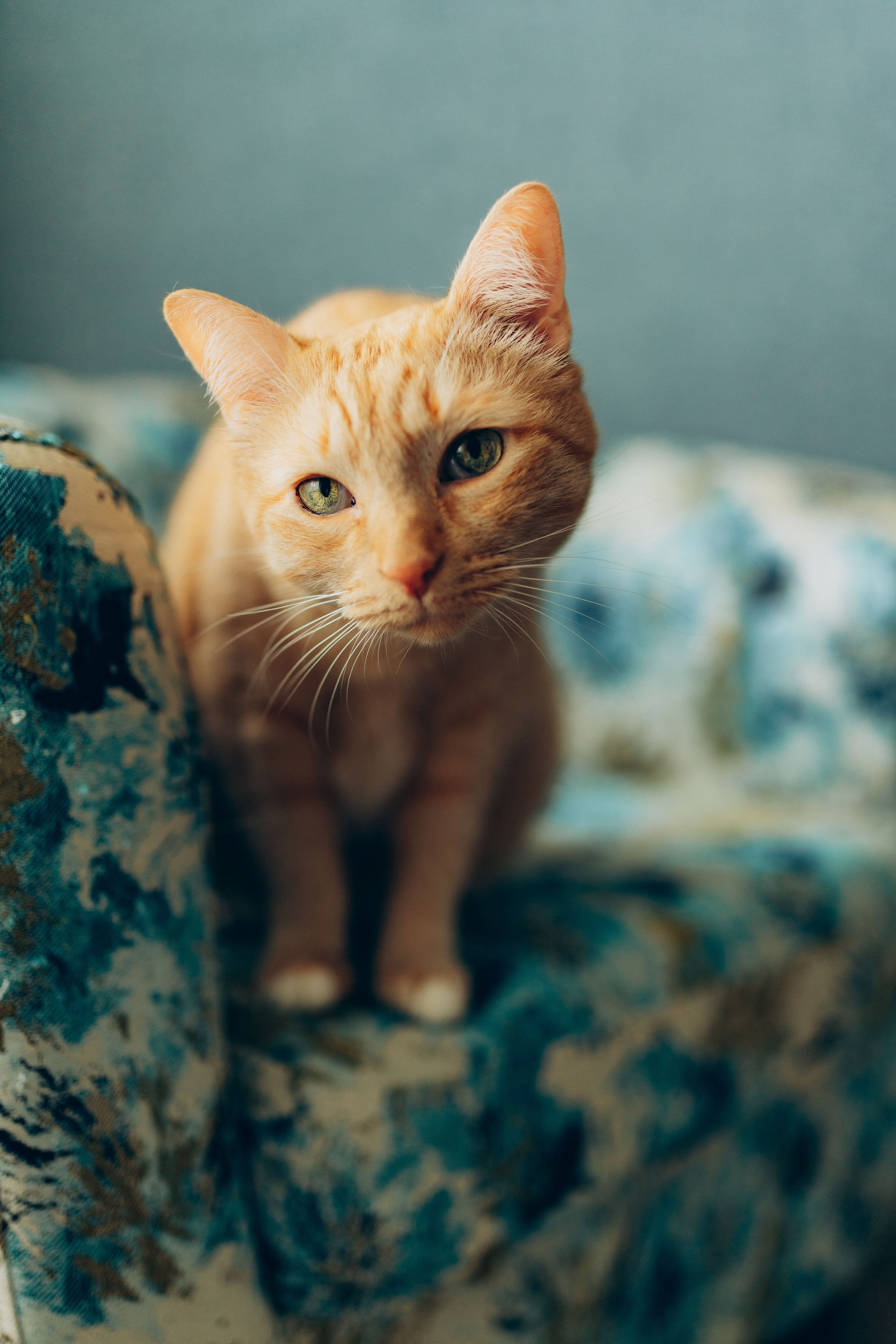 Даша и Брукс. Фотограф анималист в Спб недорого Олеся Майорова