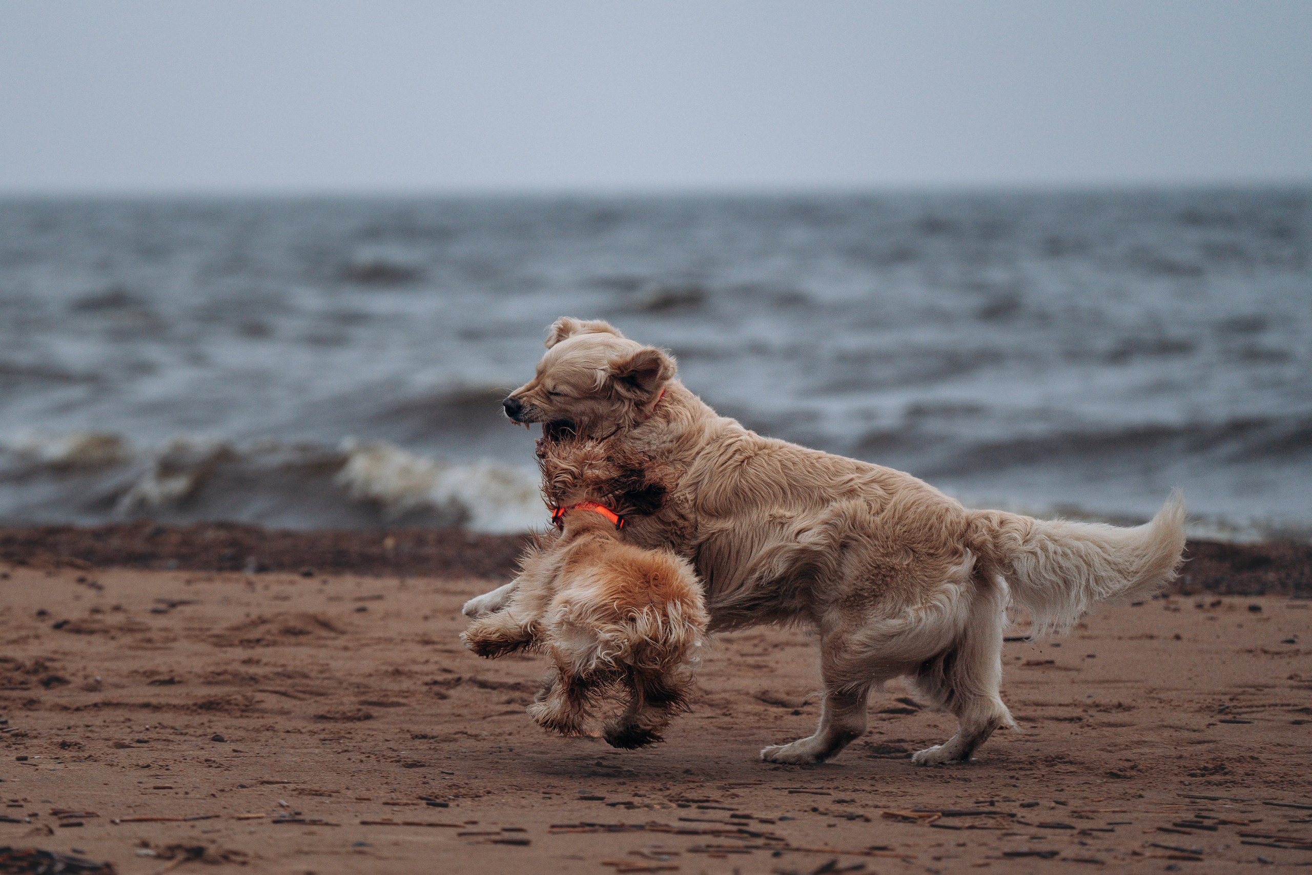 Асти, Крис и Александра. Фотограф анималист в Спб недорого Олеся Майорова