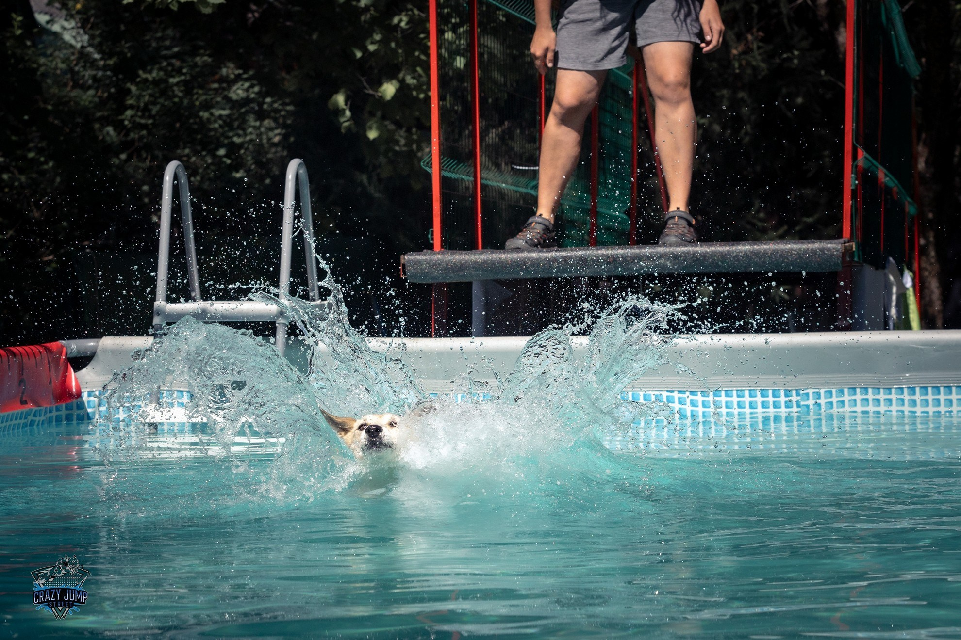 Собаки, спорт, Док дайвинг. Свадебный и репортажный фотограф в Москве и Московской области