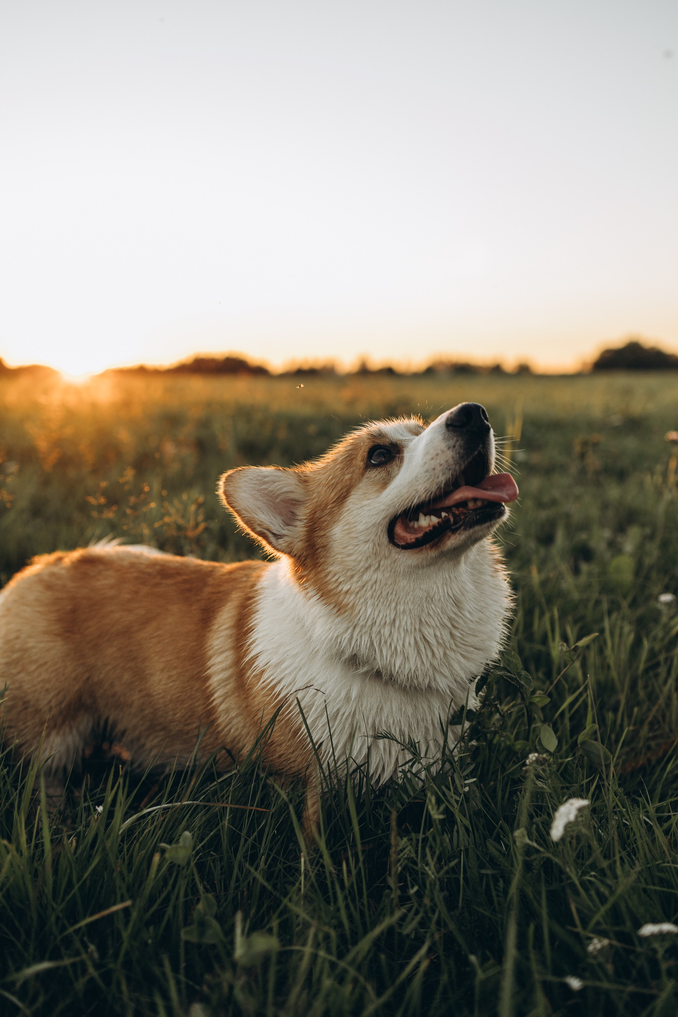 пушкин, павловск, спб, семейная фотосессия, семейная съёмка, лав стори, фотосессия на природе, фотосессия на улице