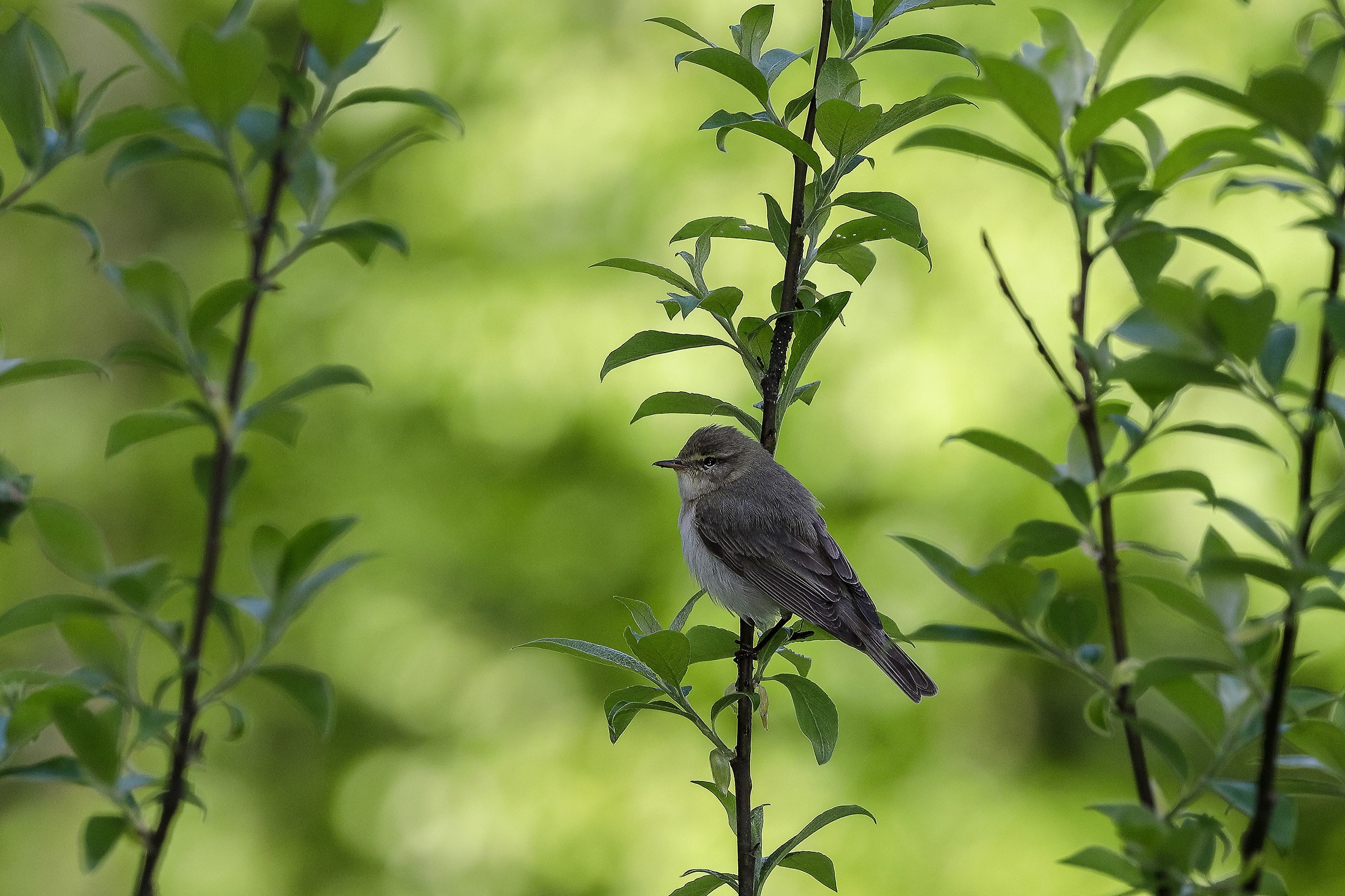 Мухоловка серая – muscicapa striata