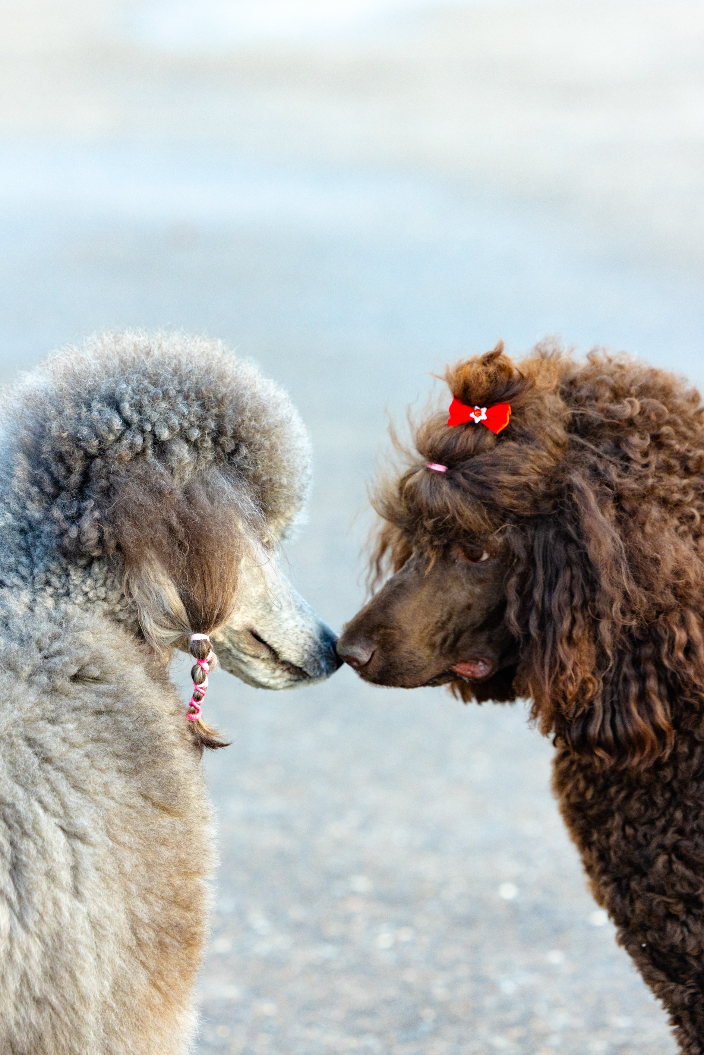 Клуб грумеров (прогулка и семинары). Виктория Зудина — фотограф в Москве