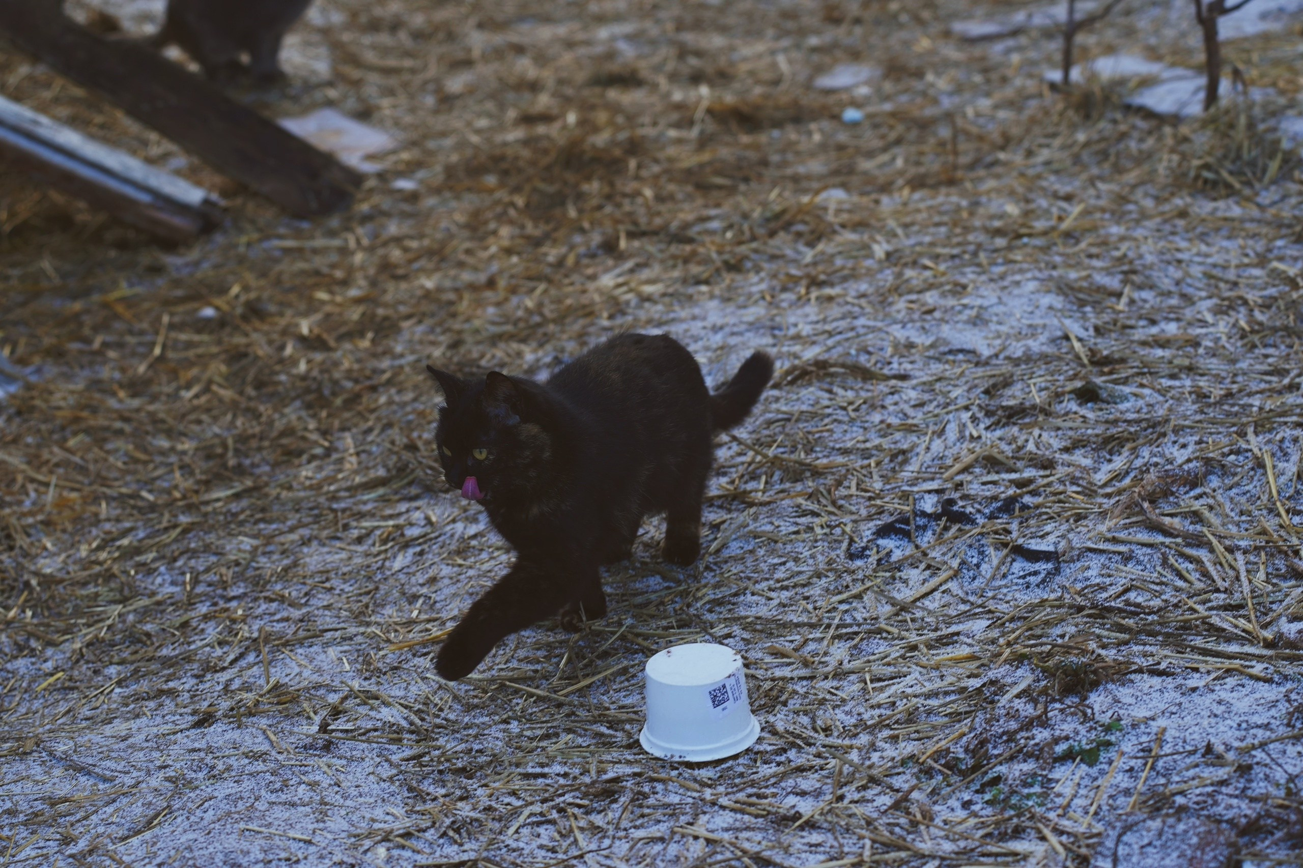 CATLAND. Фотограф и визуальный художник в Туле / Николай Рейзвих