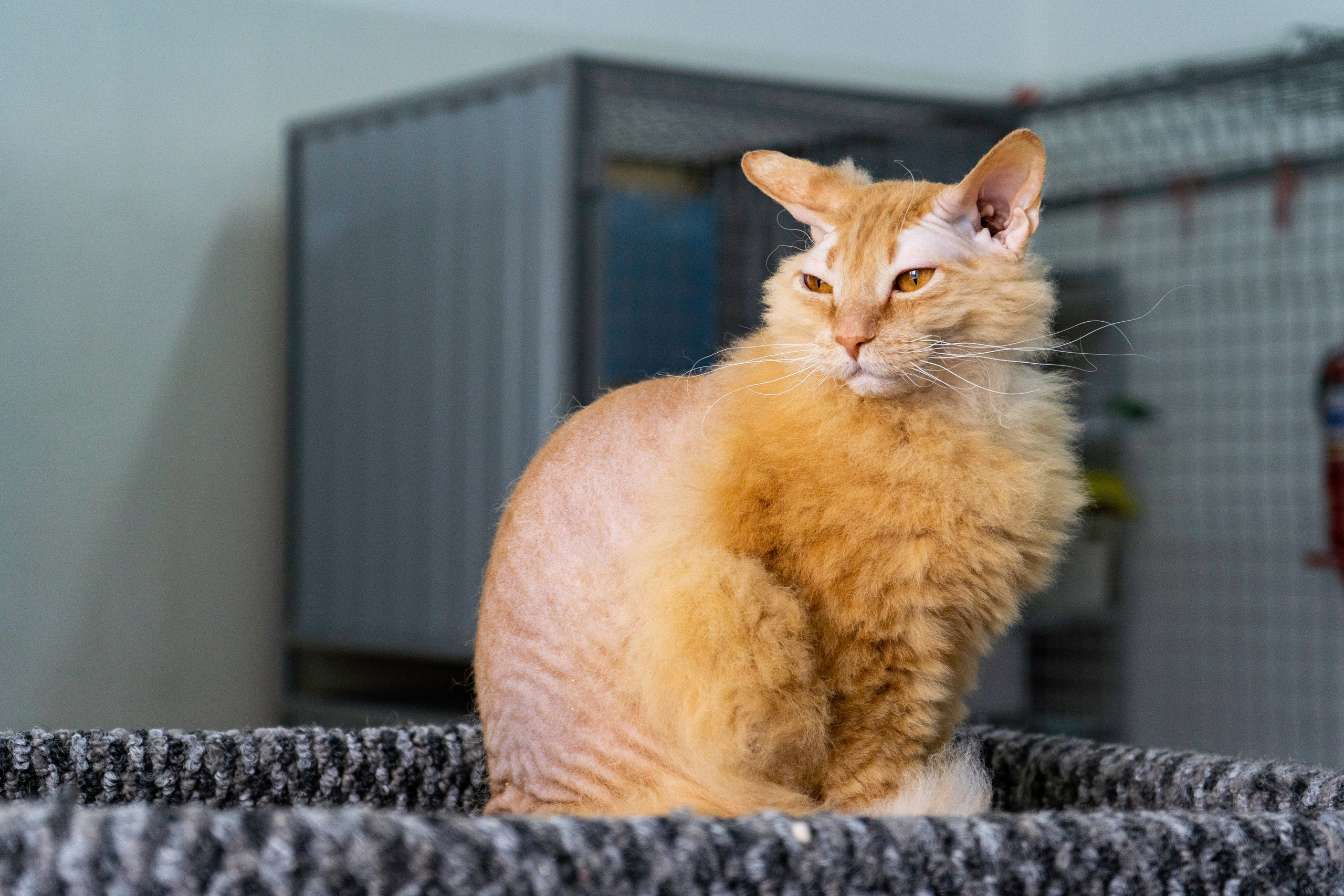 Бездомыши. Фотограф Екатерина Зорина